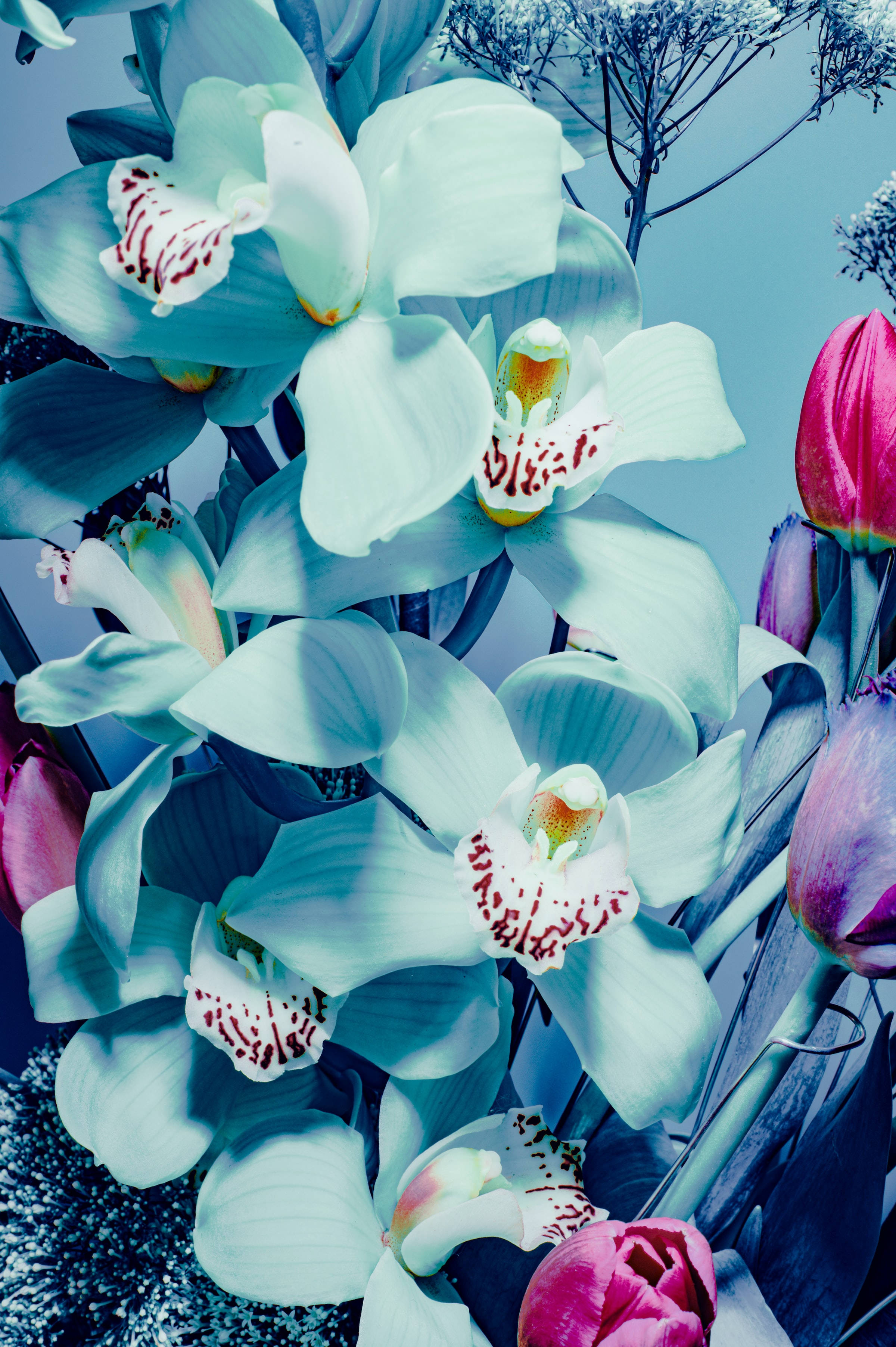 blue orchids, red speckled centers, pink tulips, 2K Phone Wallpaper
