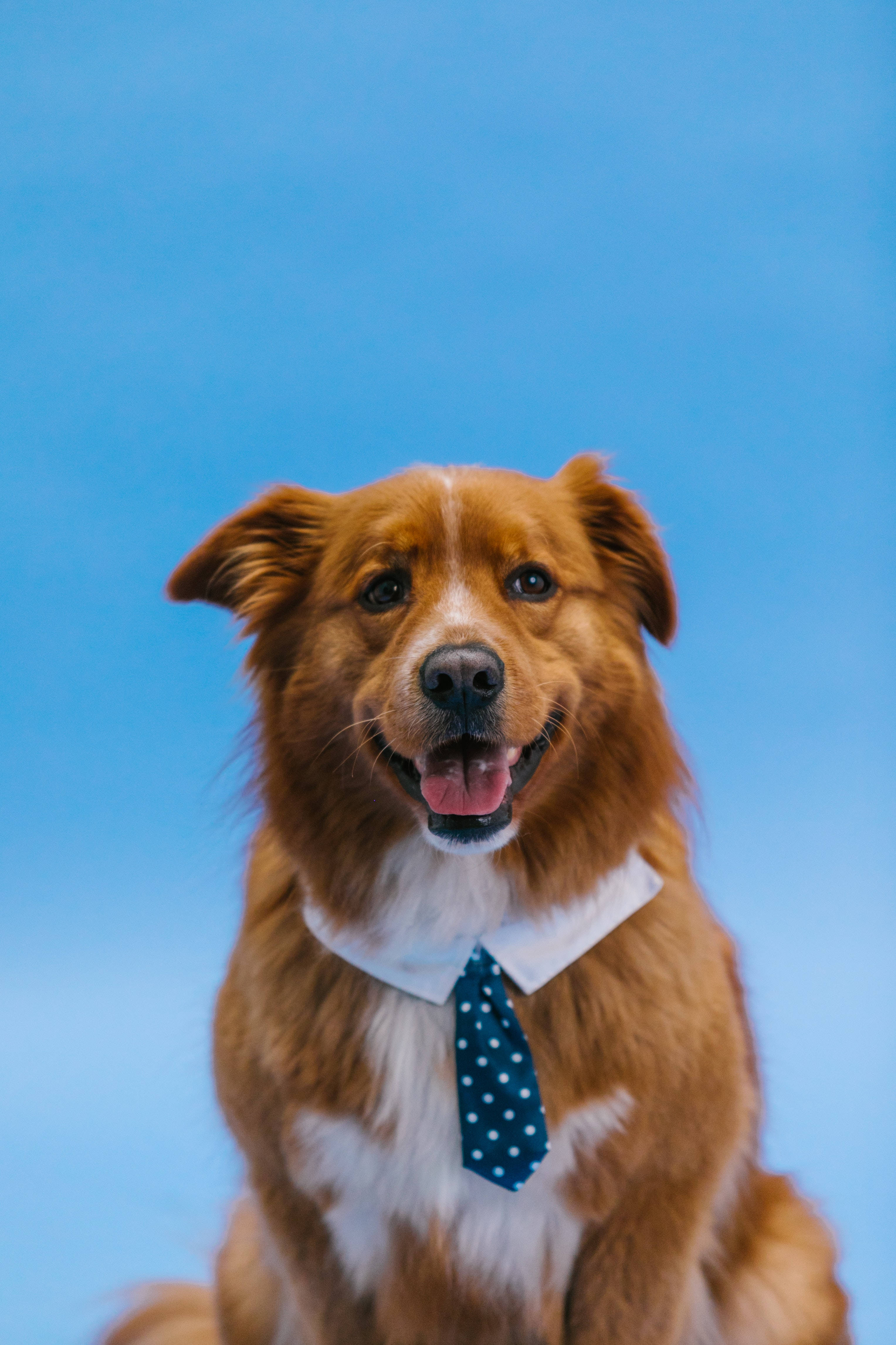 brown dog, white markings, white collar, 4K Phone Wallpaper
