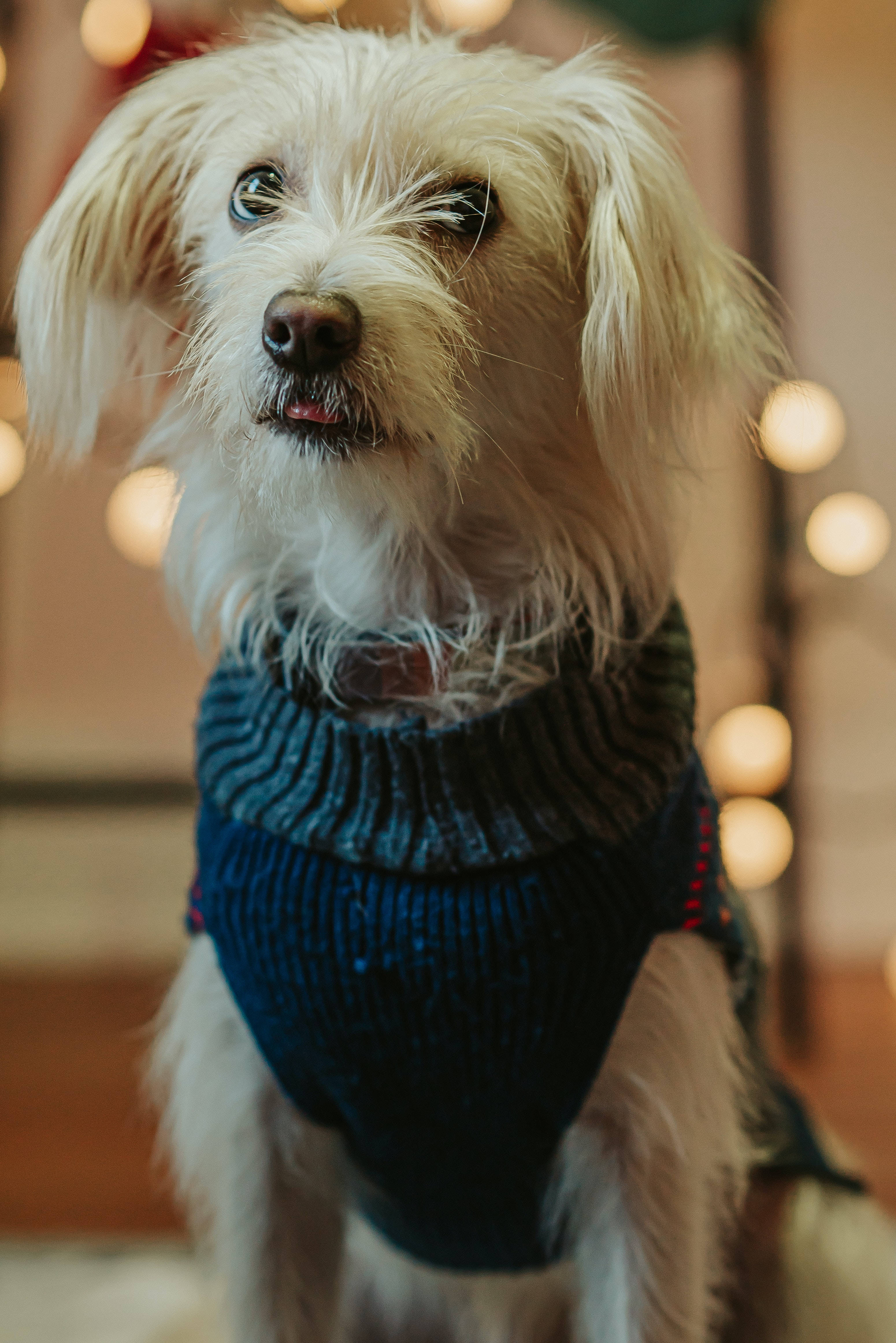 fluffy white dog, dark blue knitted sweater, warm bokeh background, 4K Phone Wallpaper
