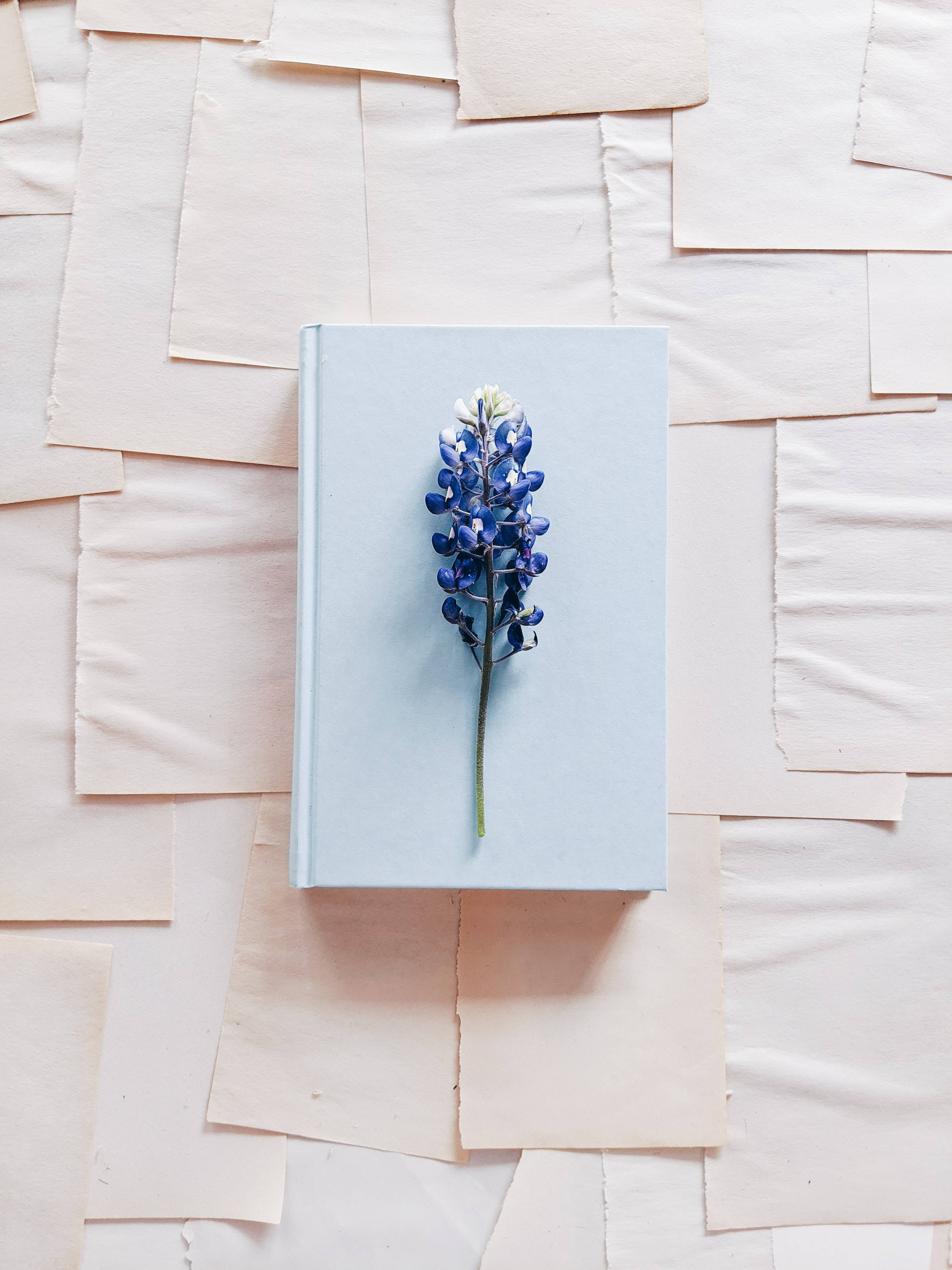 bluebonnet flower, blue book, soft beige paper, 2K Phone Wallpaper