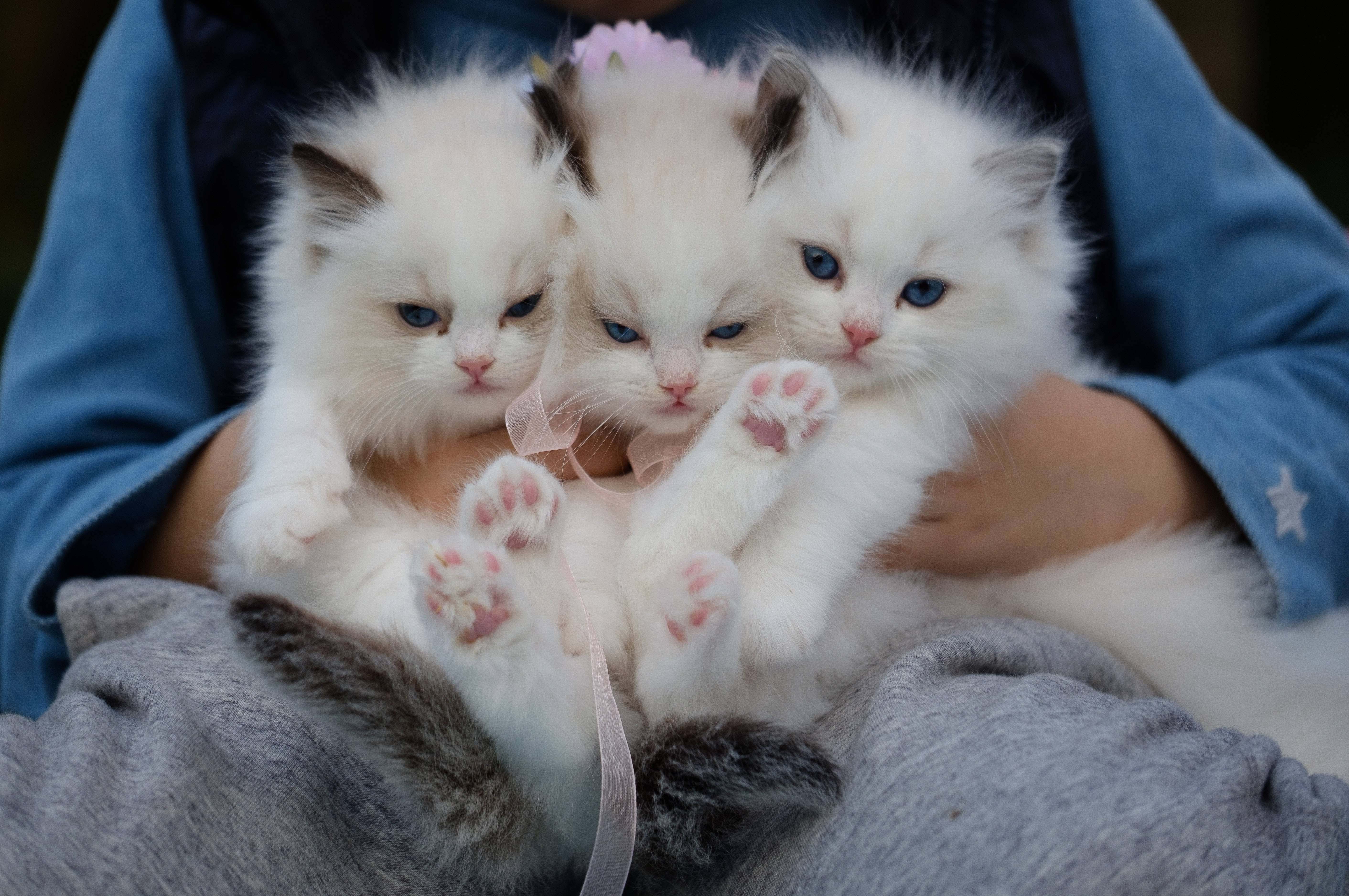 cute kitten trio, blue eyes, fluffy white kittens, 5K Desktop Wallpaper