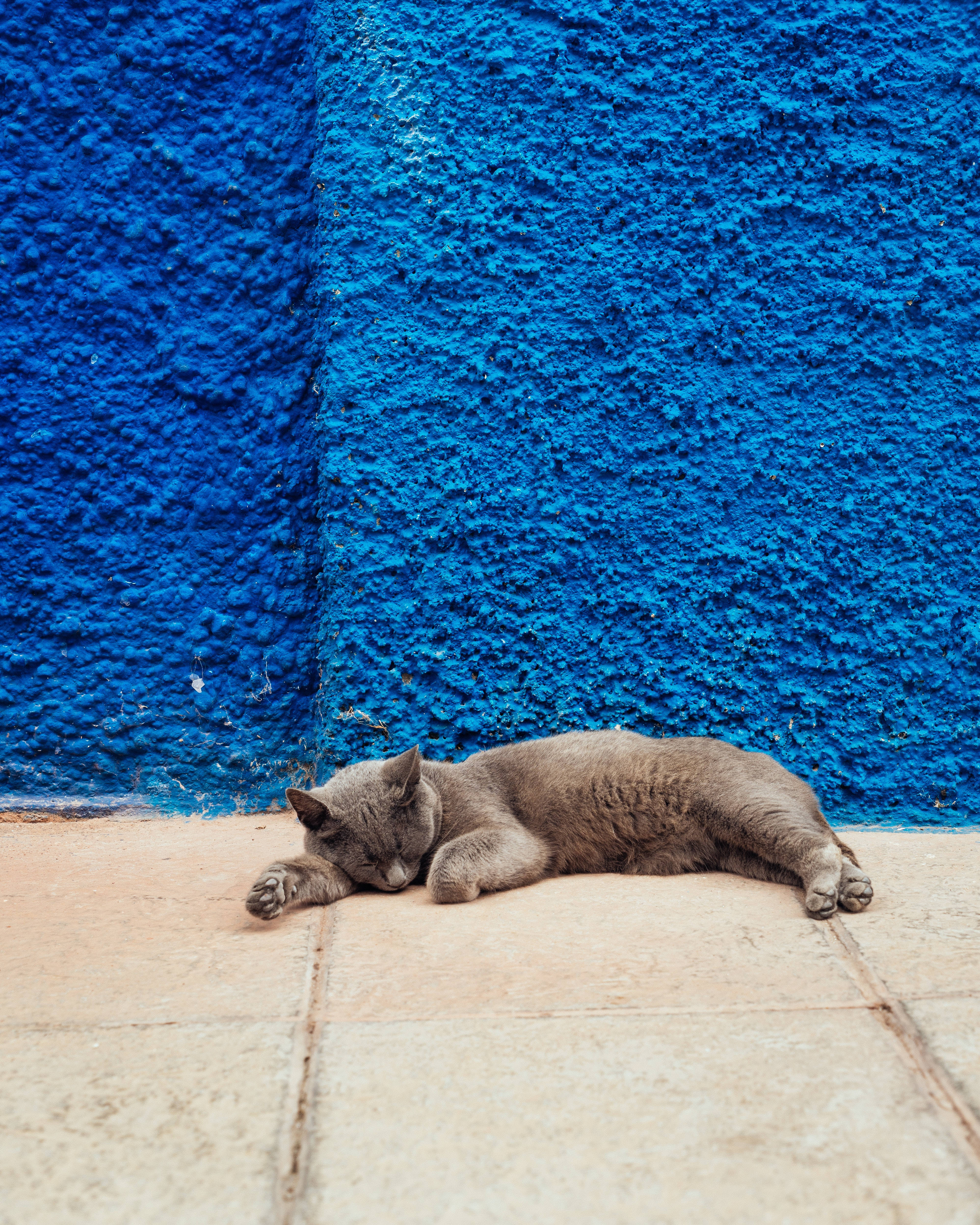 cute cat, blue concrete wall, vibrant blue, 4K Phone Wallpaper
