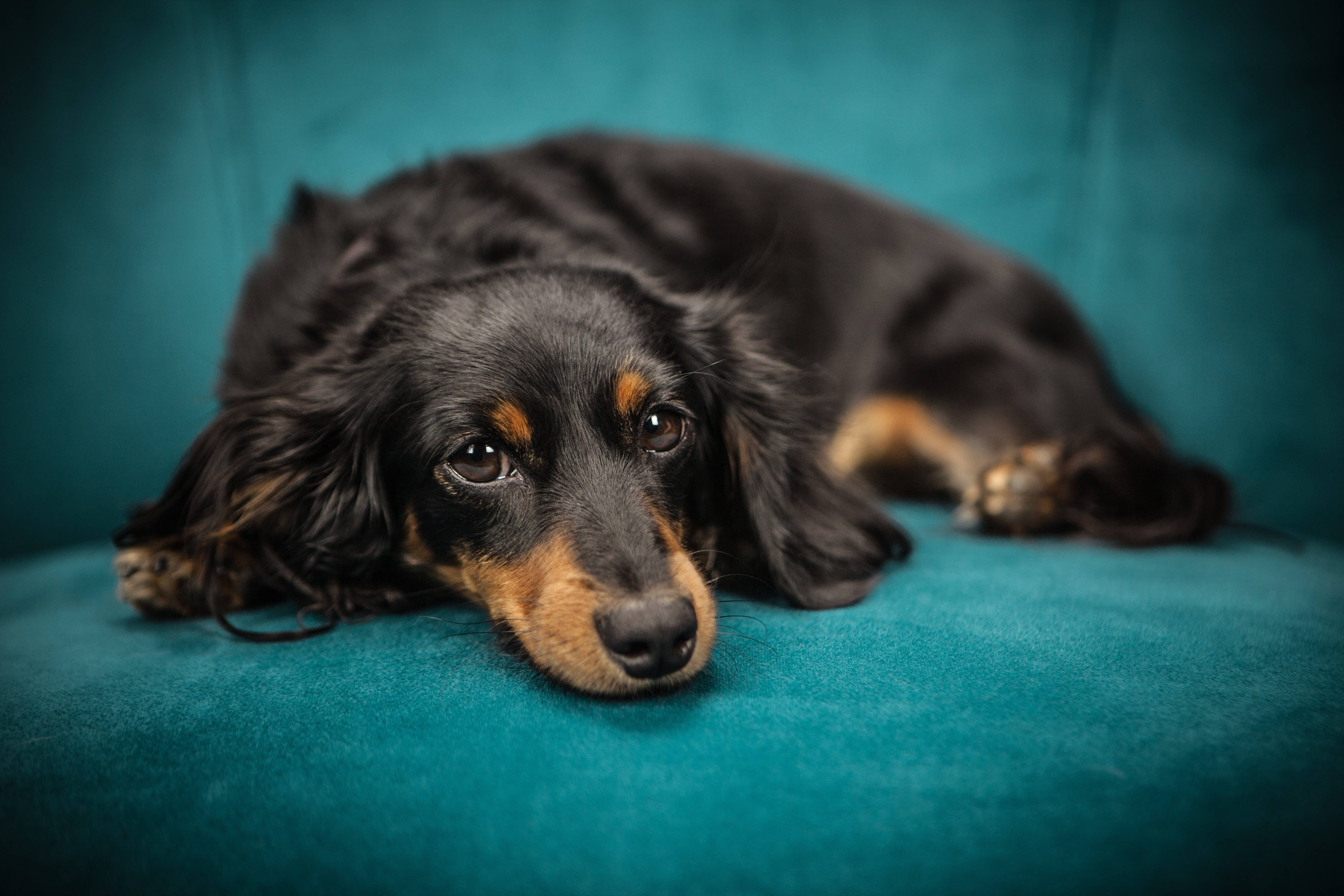 long-haired dachshund, black and tan fur, teal velvet surface, 5K Desktop Wallpaper