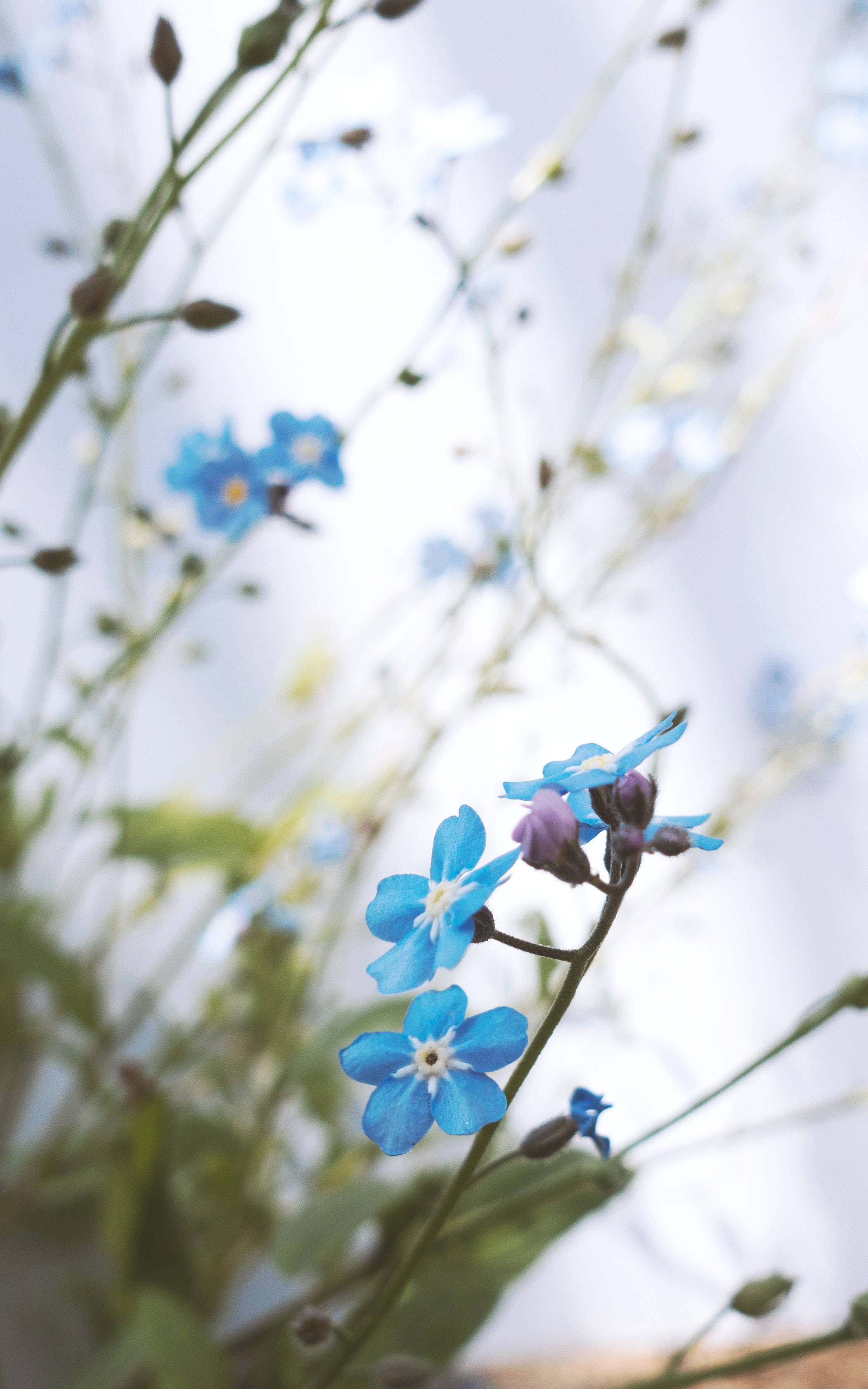 cute blue forget me not, vibrant blue, forget-me-nots, 2K Phone Wallpaper