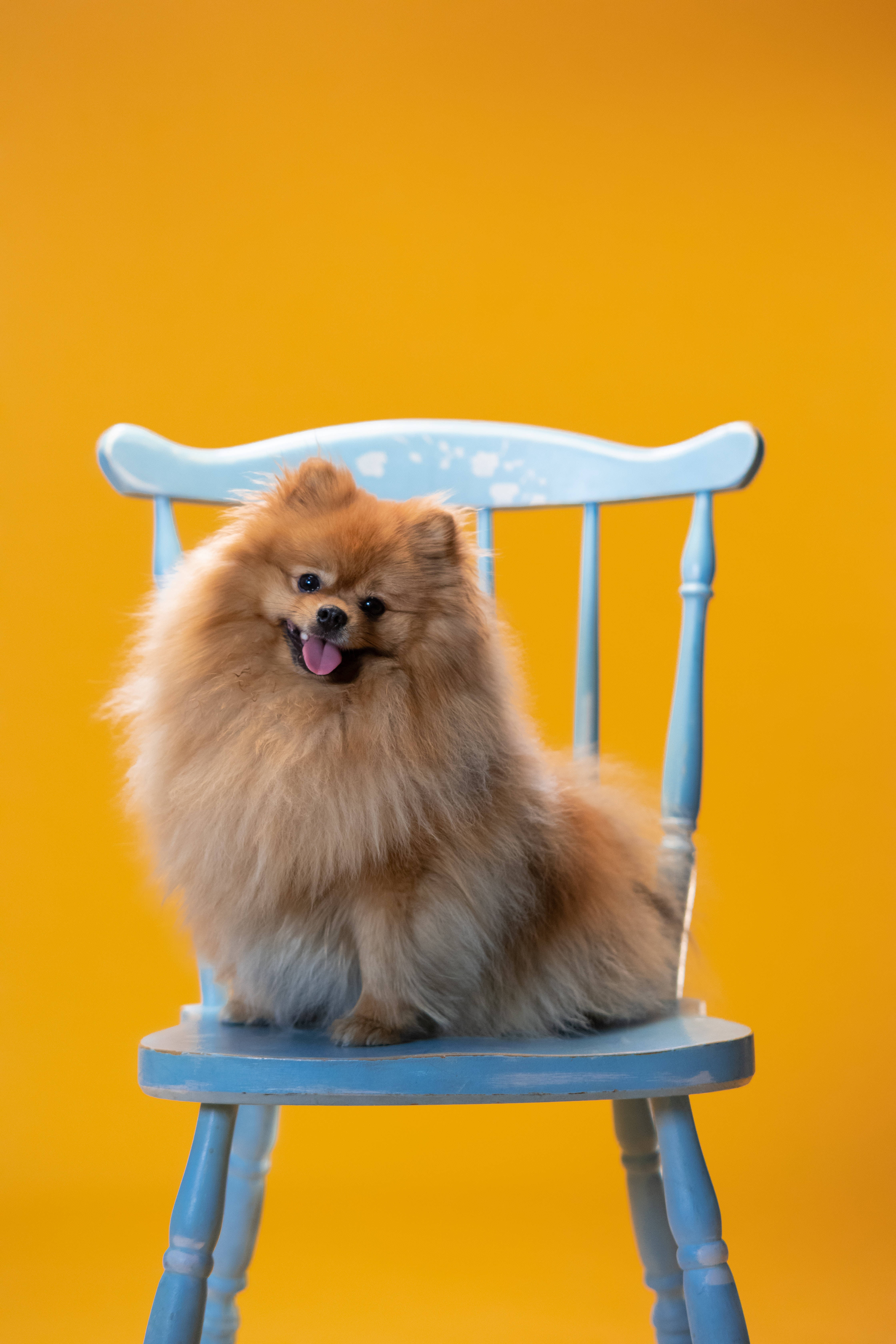 Pomeranian, light blue chair, vibrant yellow background, 5K Phone Wallpaper