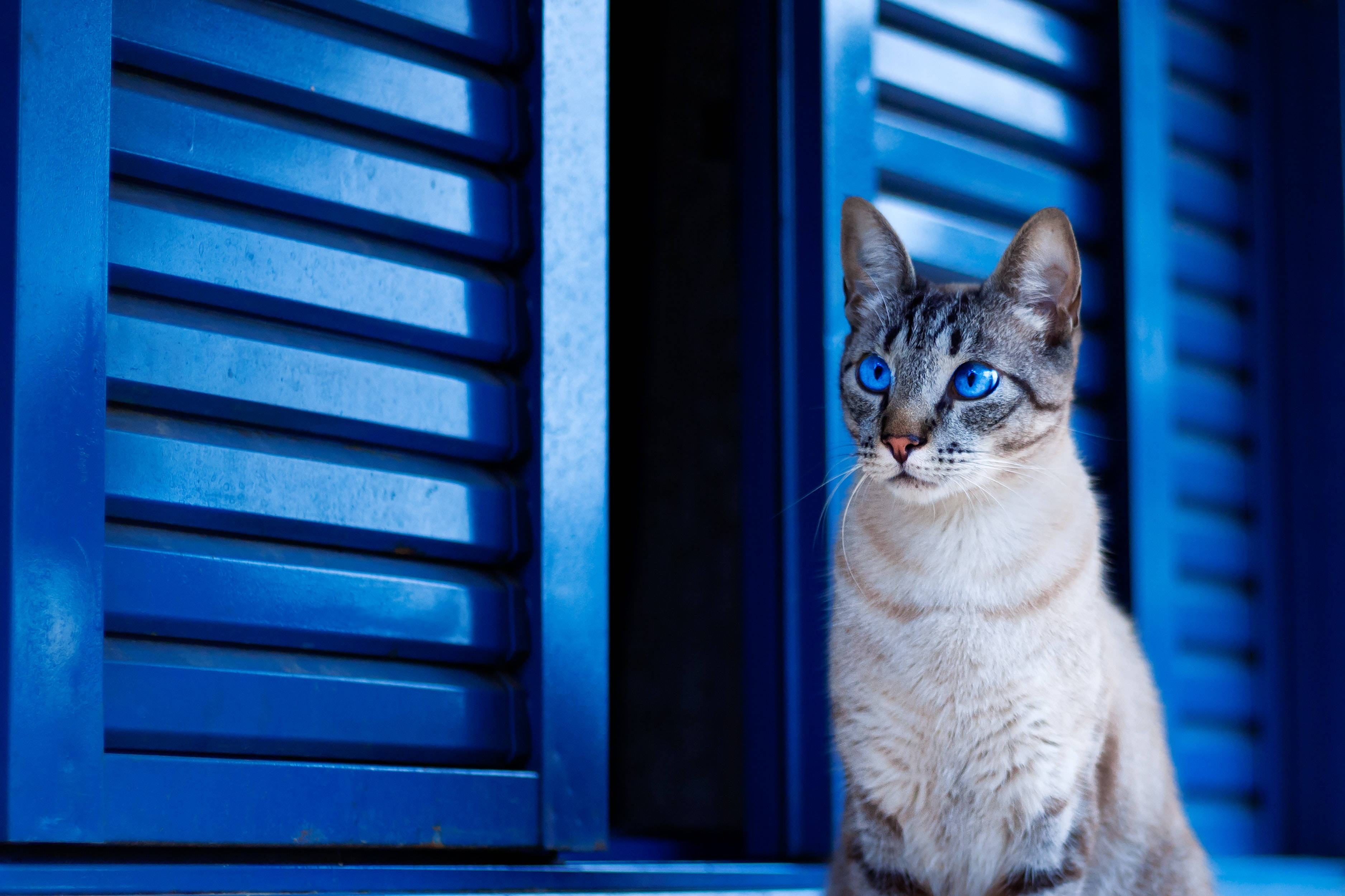 tabby cat, blue eyes, vibrant blue wooden shutters, 2K Desktop Wallpaper