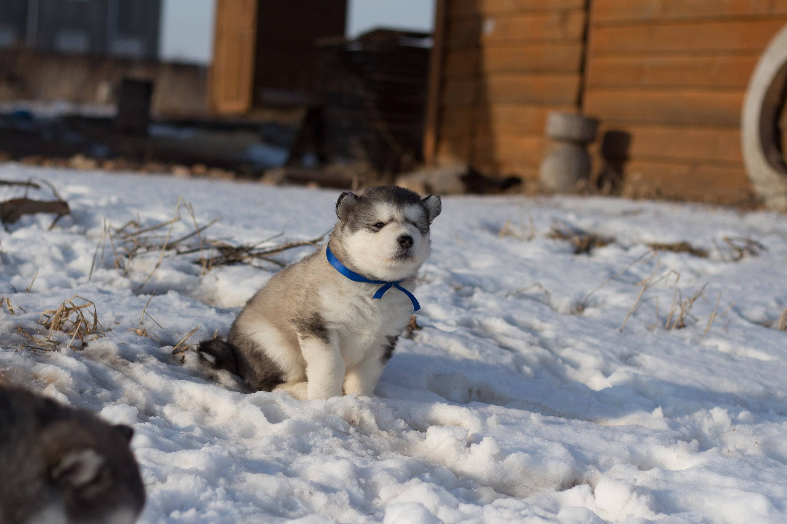 husky, blue collar, snowy yard, 2K Desktop Wallpaper