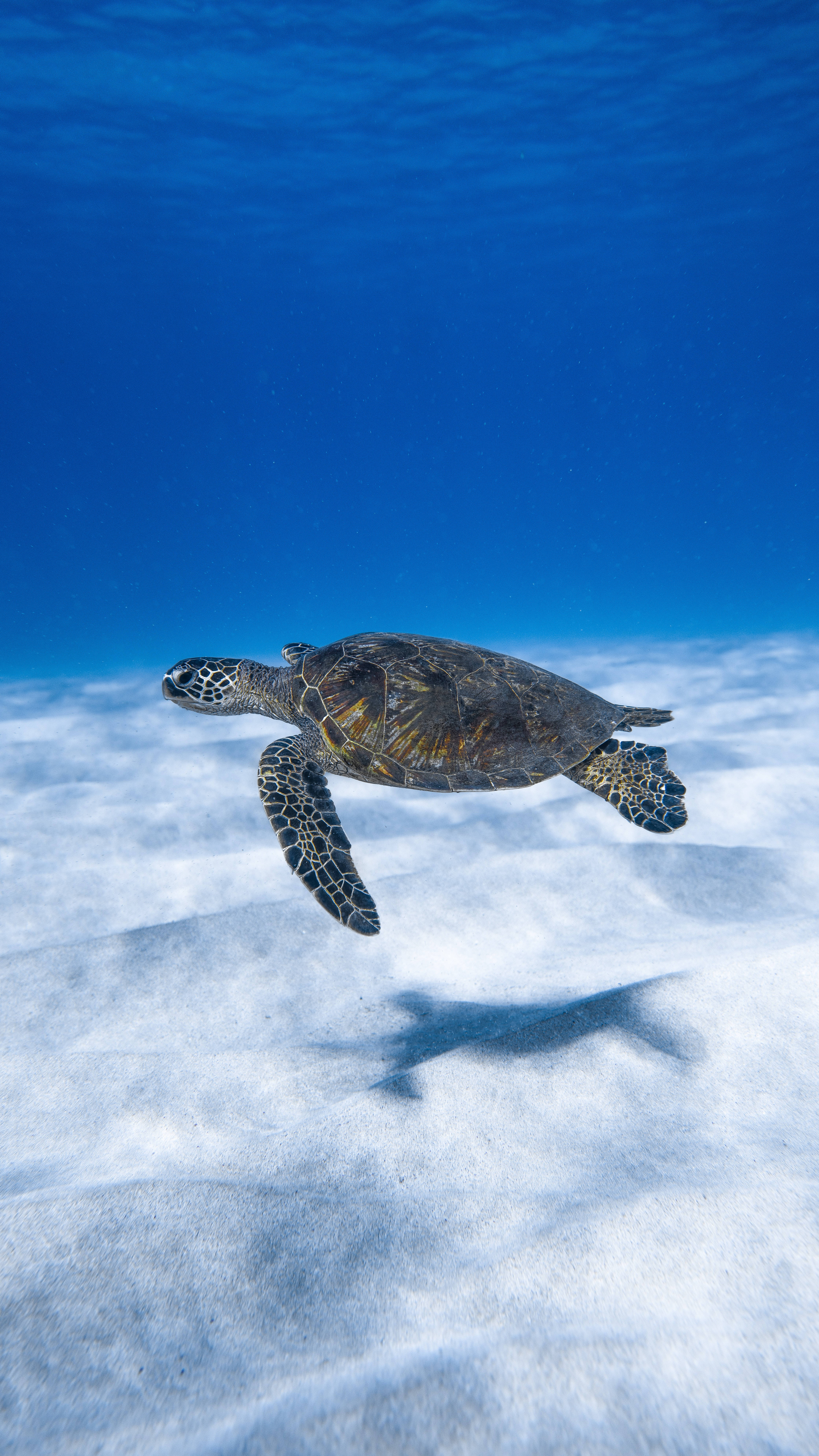 green sea turtle, sandy ocean floor, crystal clear blue water, 8K Phone Wallpaper