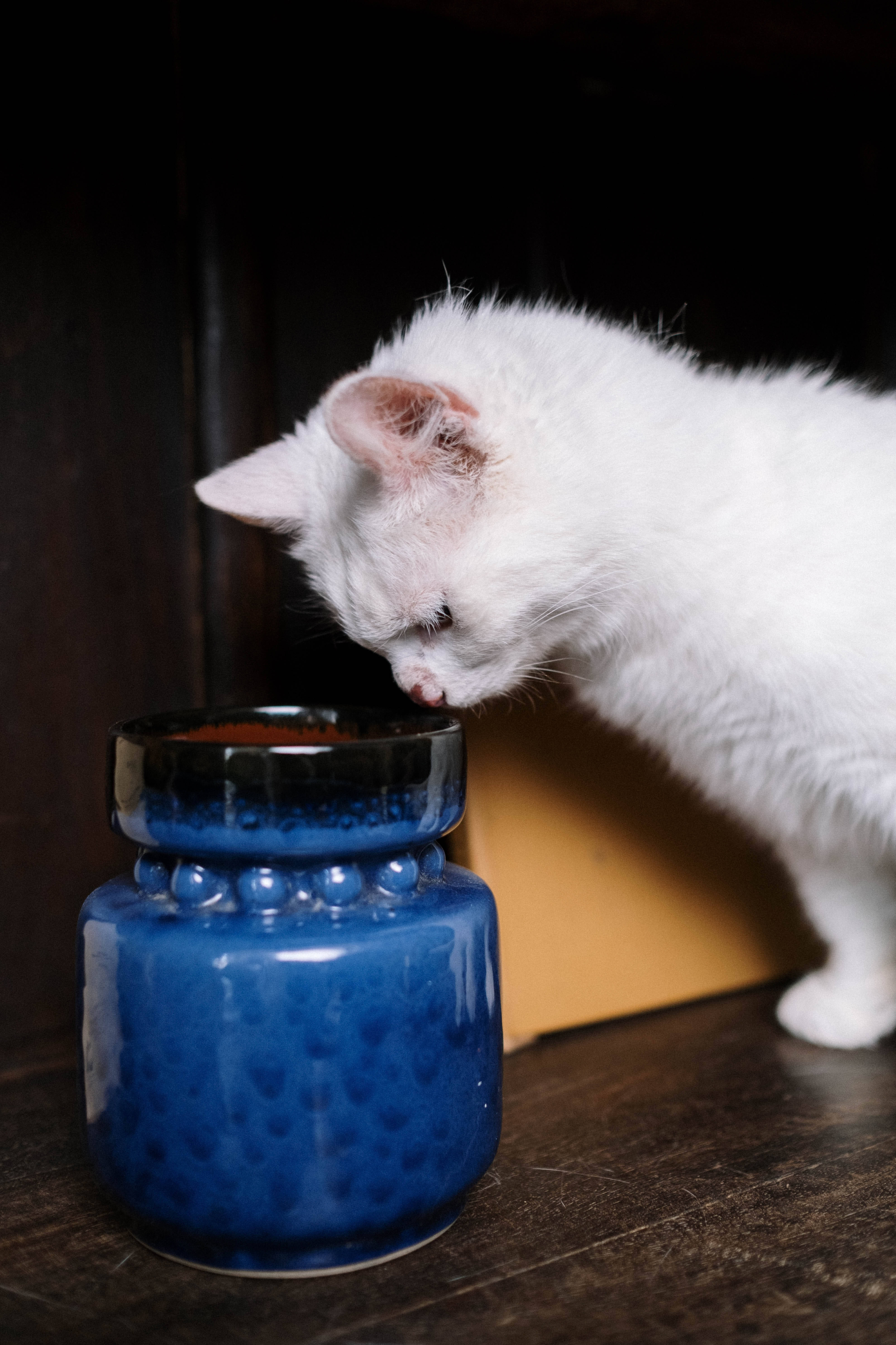 white kitten, glossy cobalt blue ceramic jar, dark wooden surface, 5K Phone Wallpaper