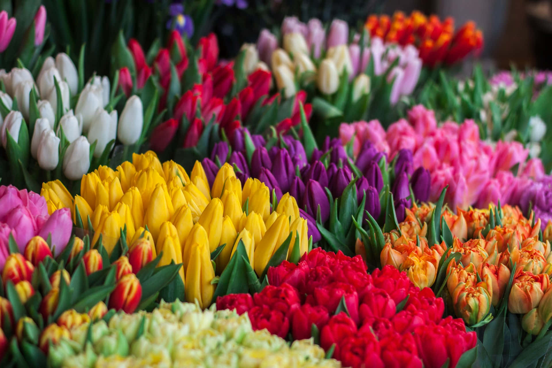 vibrant tulip bouquets display, white, yellow, Full HD Desktop Wallpaper