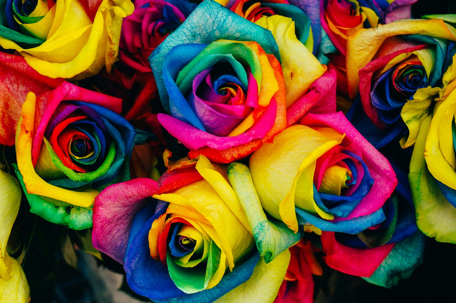 vibrant rainbow roses, rainbow-colored roses, lush floral arrangement, Full HD Desktop Wallpaper