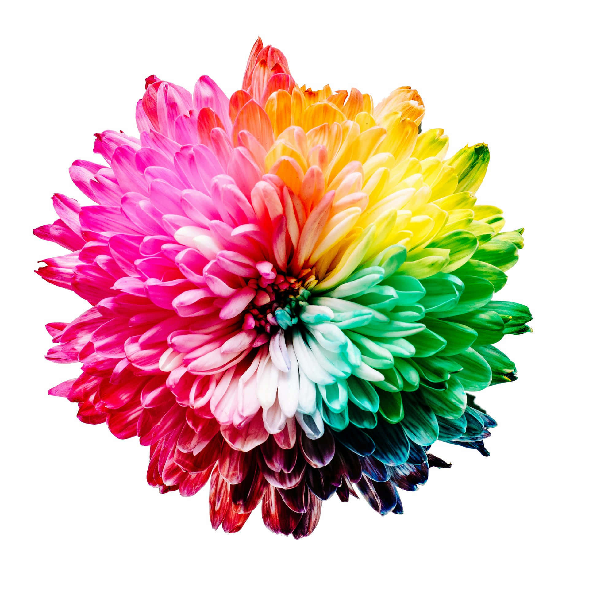 vibrant rainbow chrysanthemum, pink, yellow green, Full HD Desktop Wallpaper
