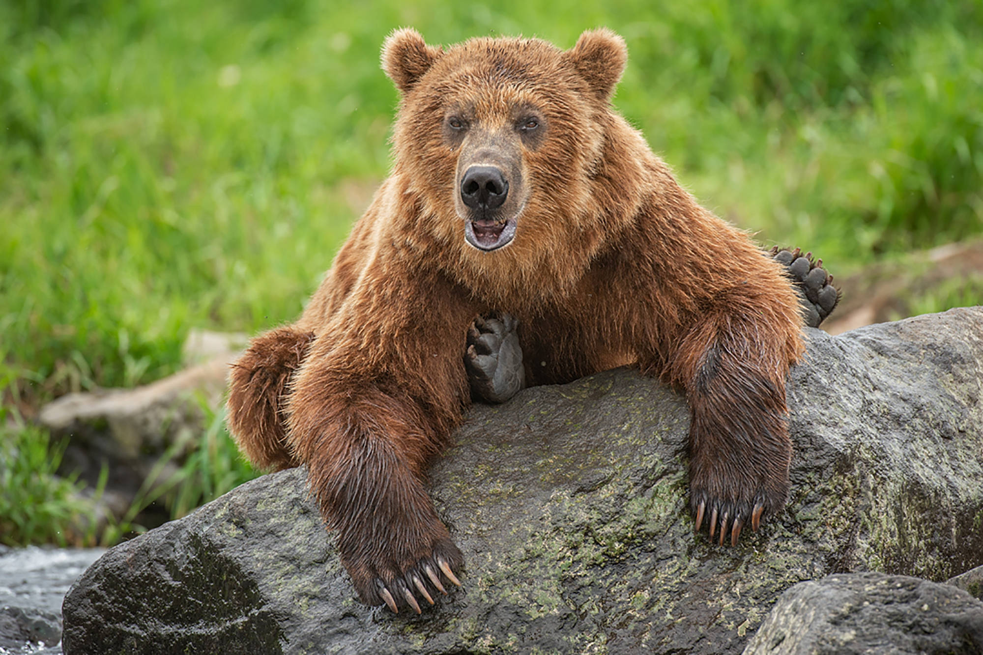 Cute Brown Bear, brown bear, mossy rock, Full HD Desktop Wallpaper