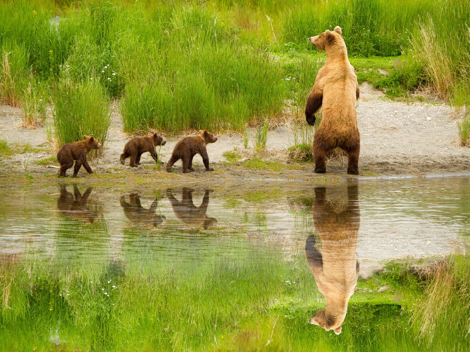 Cute Brown Bear, mother brown bear, three cubs, HD Desktop Wallpaper