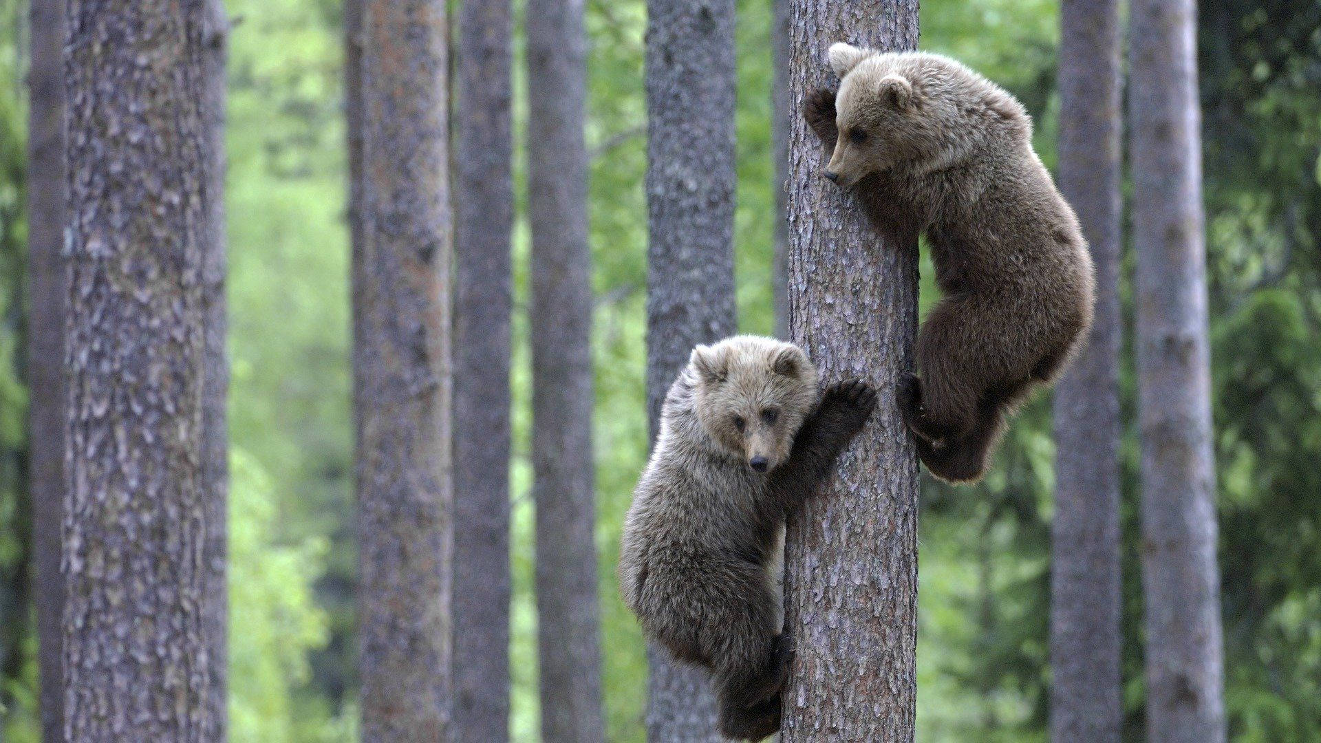 Cute Brown Bear Cubs, tree trunks, sunlit forest, Full HD Desktop Wallpaper