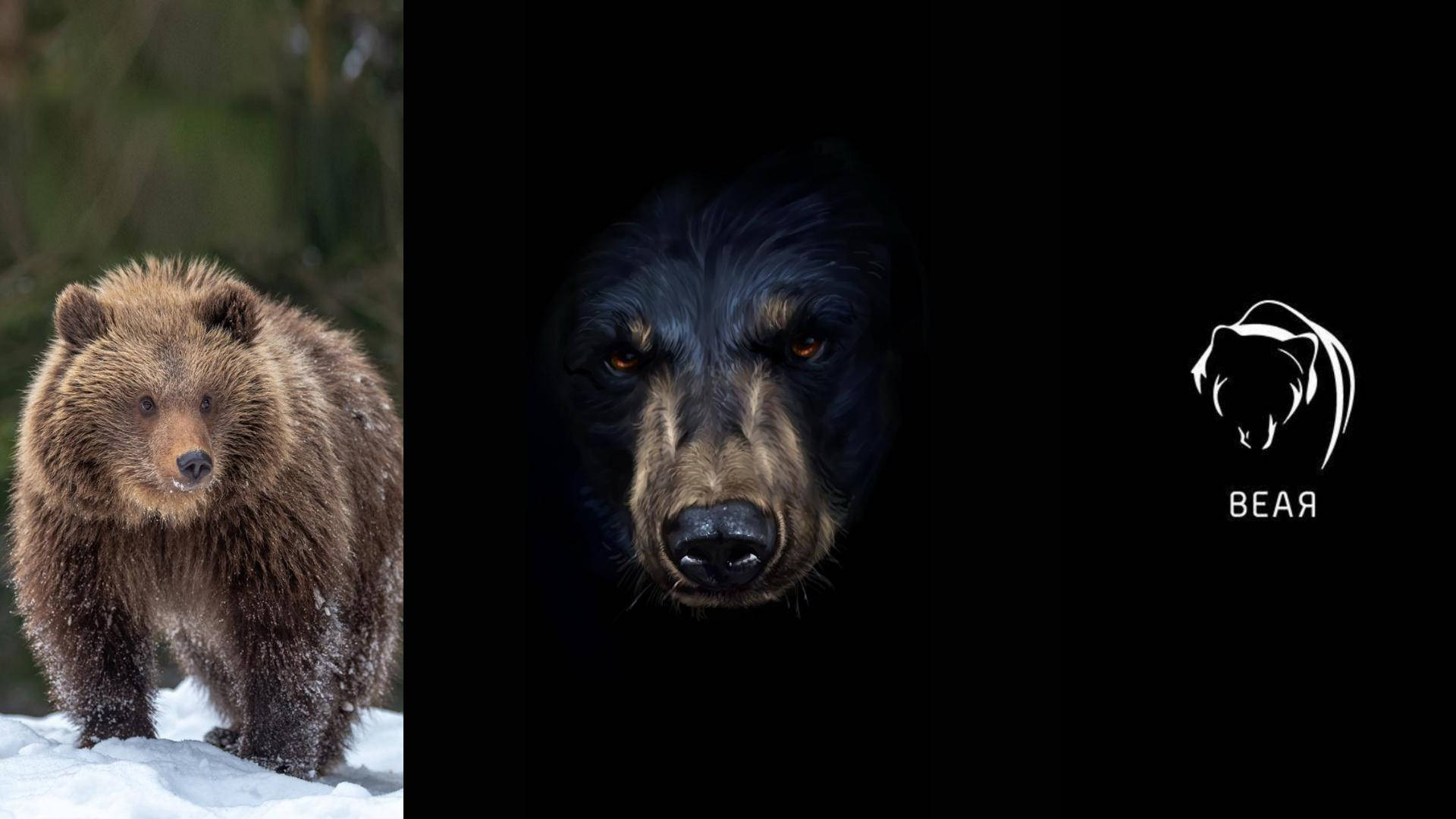 cute brown bear, snowy forest, amber eyes, Full HD Desktop Wallpaper