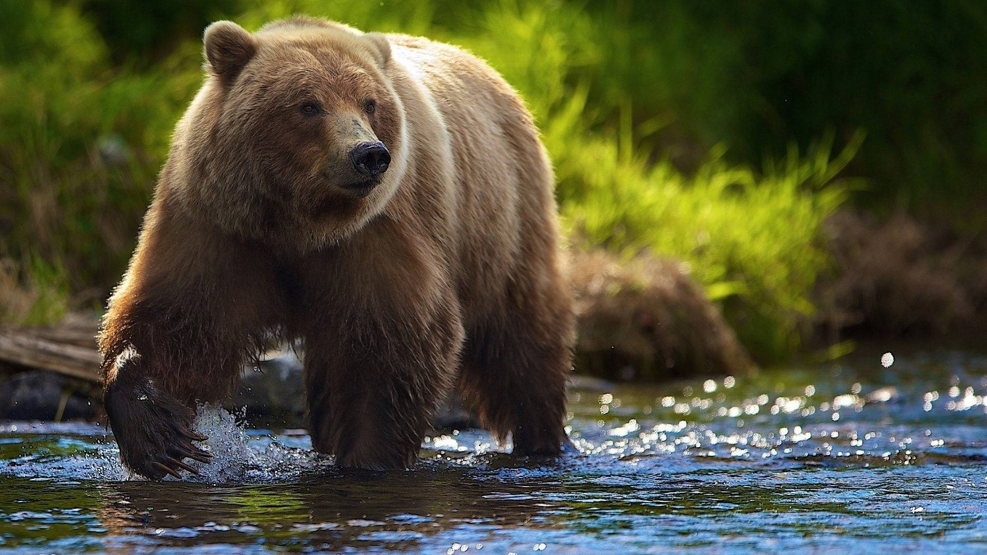 cute brown bear, brown bear, sunlit stream, Full HD Desktop Wallpaper