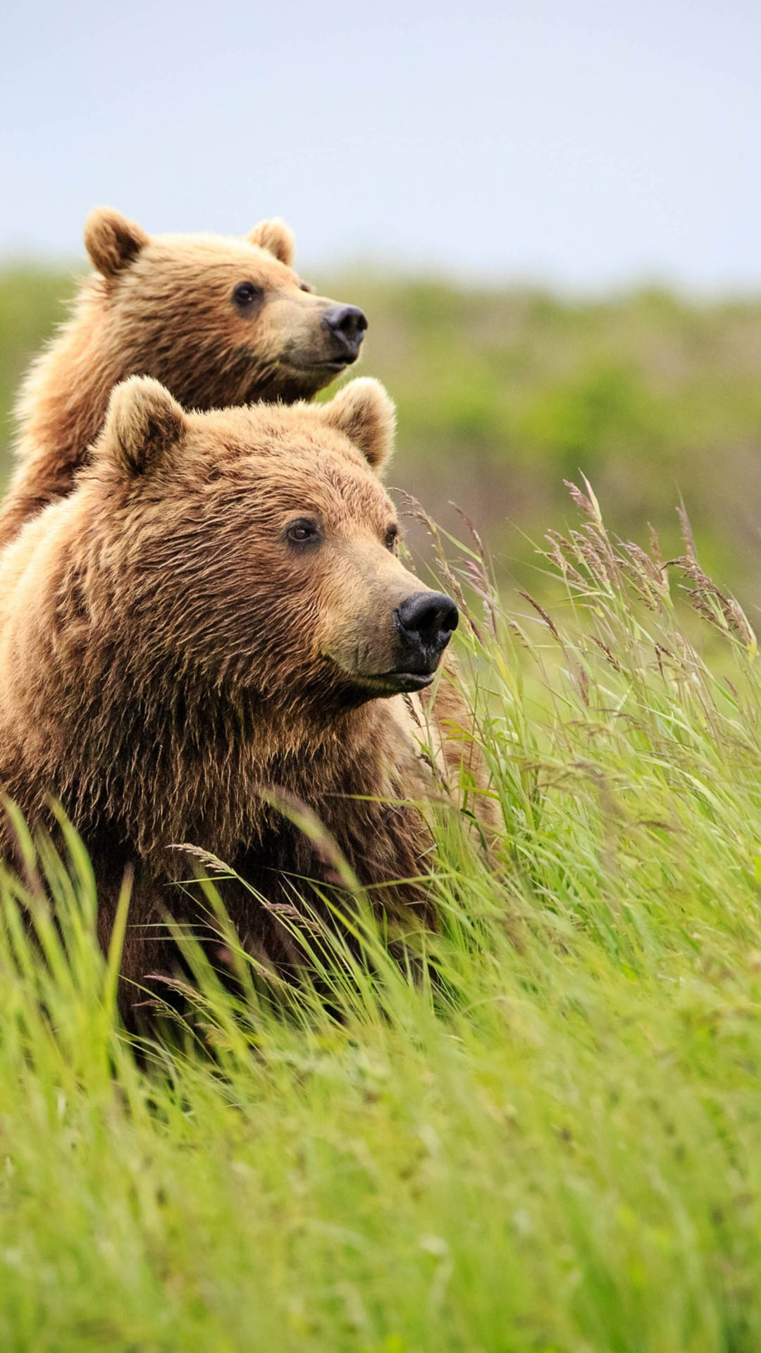 Adorable Brown Bear, brown bears, tall green grass, Full HD Phone Wallpaper