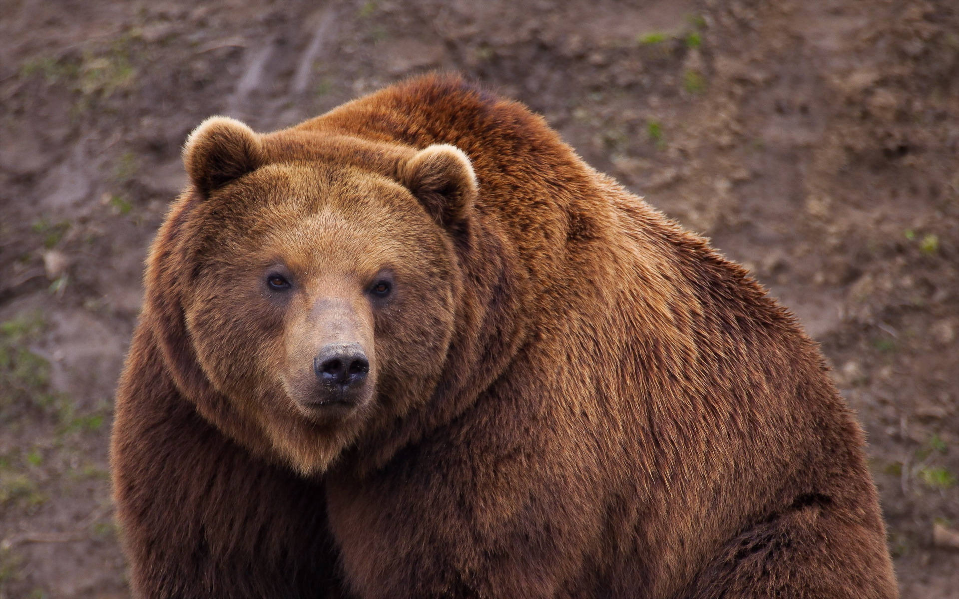brown bear, thick fur, close-up, Full HD Desktop Wallpaper