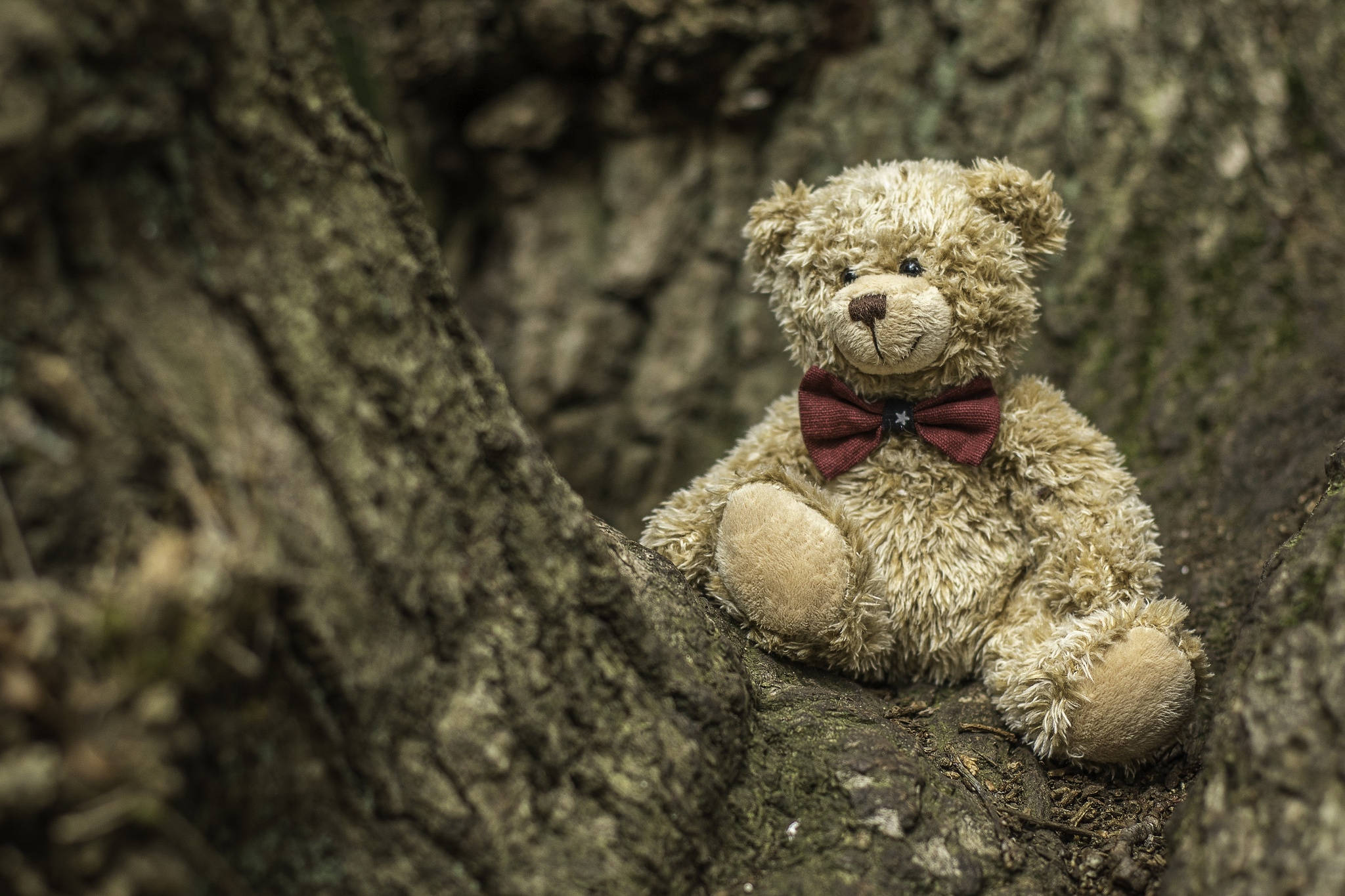 Cute Brown Bear, vintage beige teddy bear, red bowtie, Full HD Desktop Wallpaper