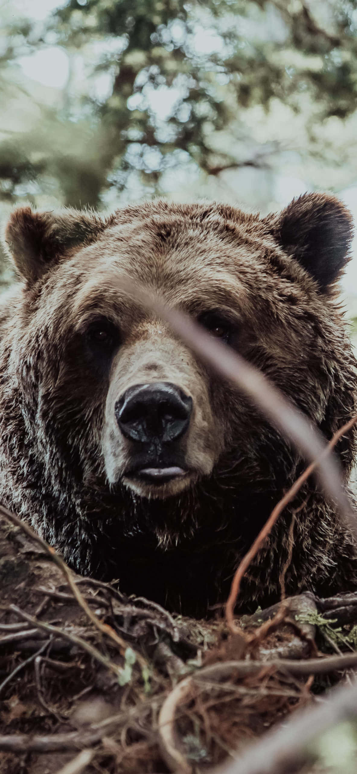 brown bear, tangled roots, forest, 2K Phone Wallpaper