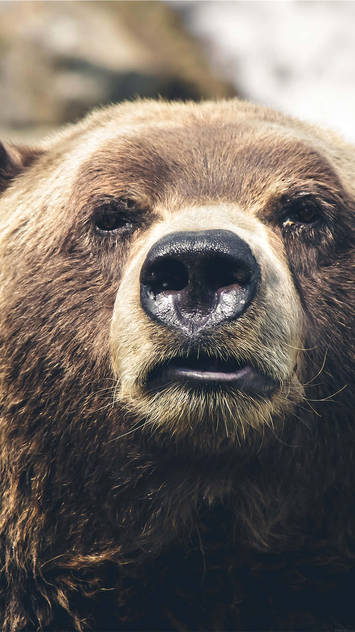 brown bear, close up, detailed fur, Full HD Phone Wallpaper