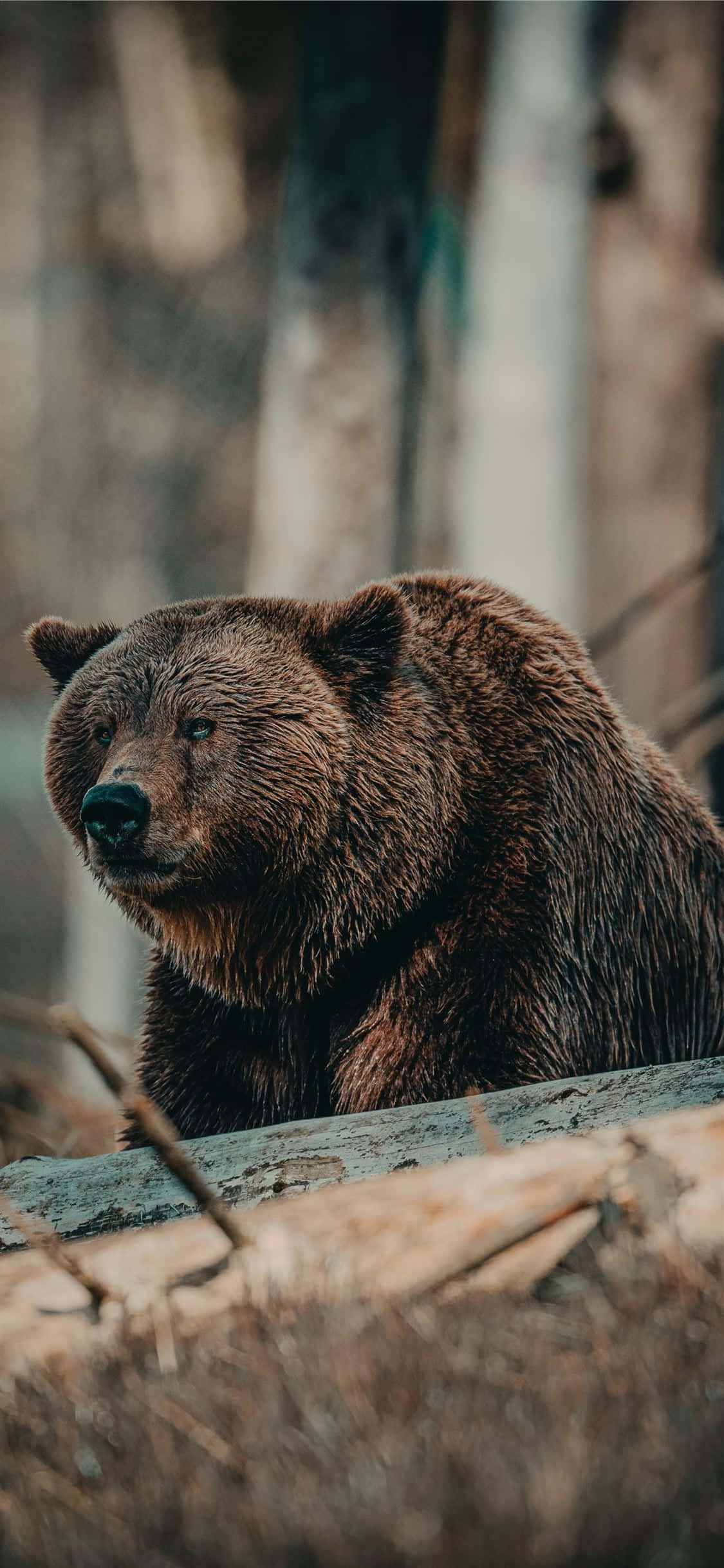 brown bear, thick fur, log, Full HD Phone Wallpaper