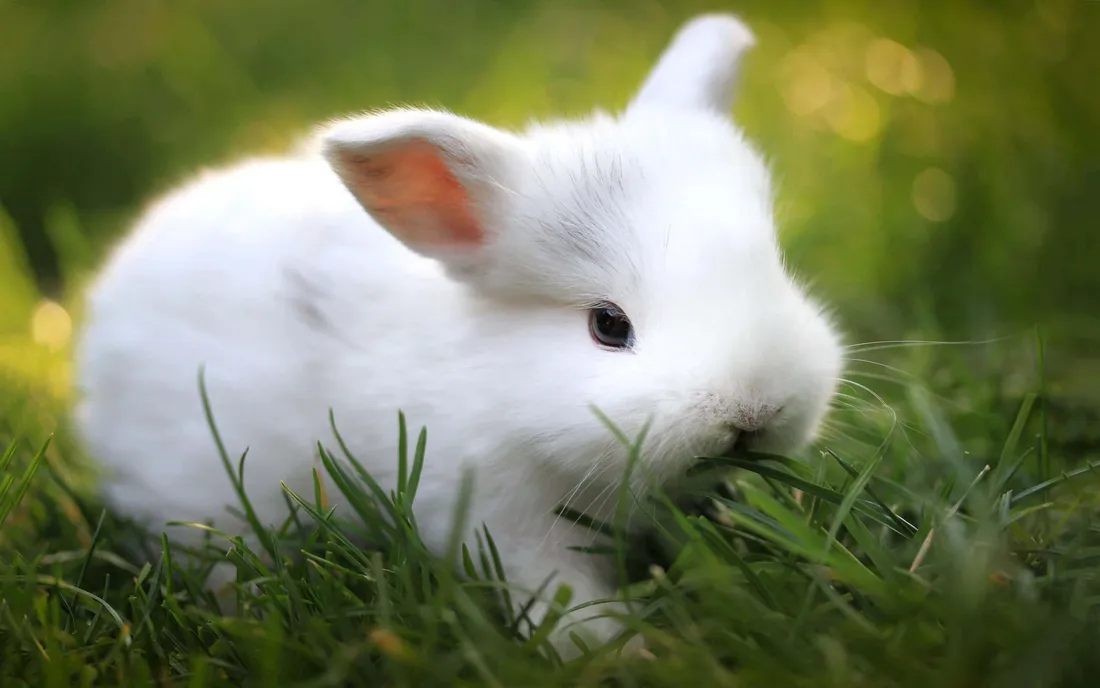 Cute Bunny iPhone