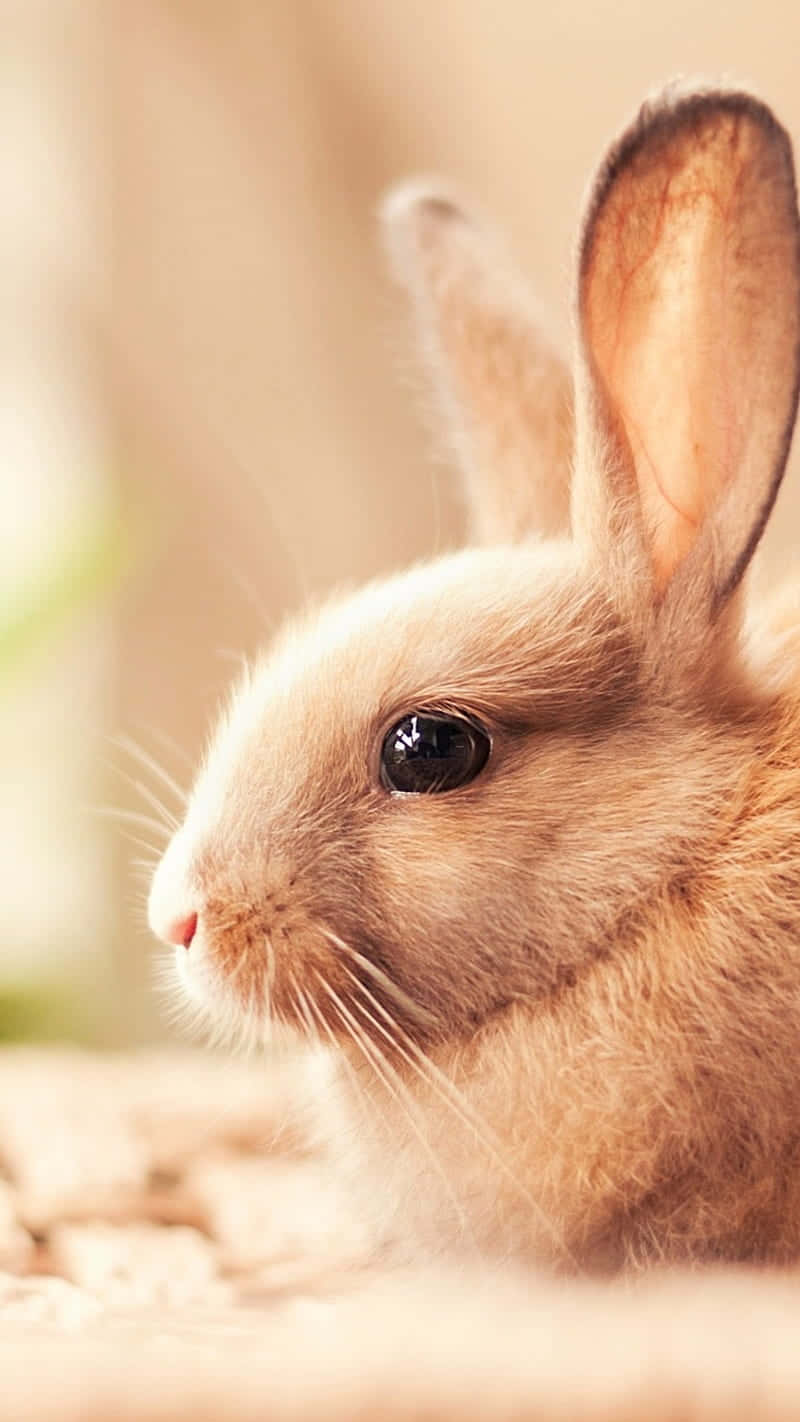 Cute Bunny iPhone, 800 x 1422, soft brown rabbit, HD Phone Wallpaper