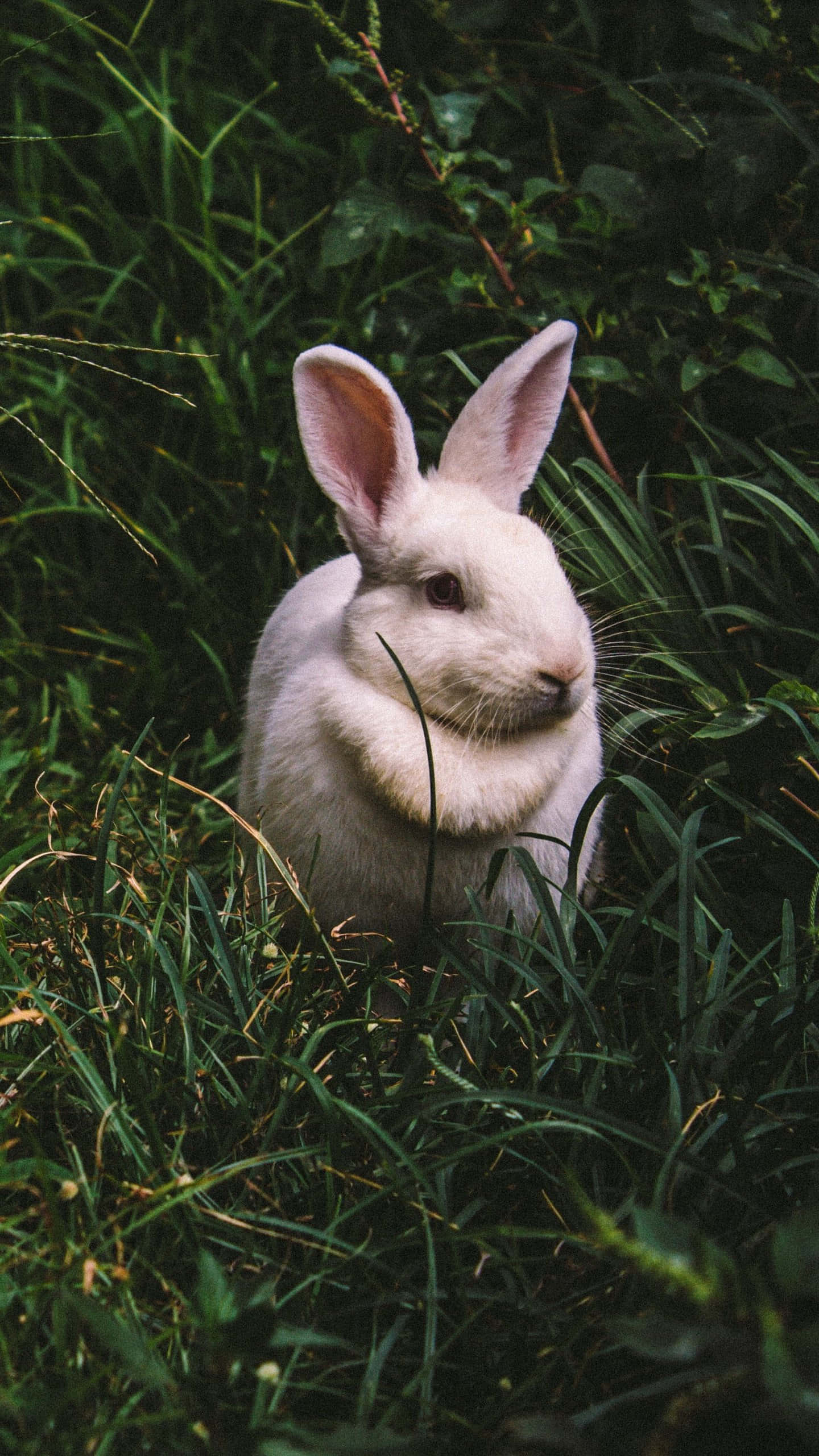 cute bunny, iPhone, white rabbit, 2K Phone Wallpaper