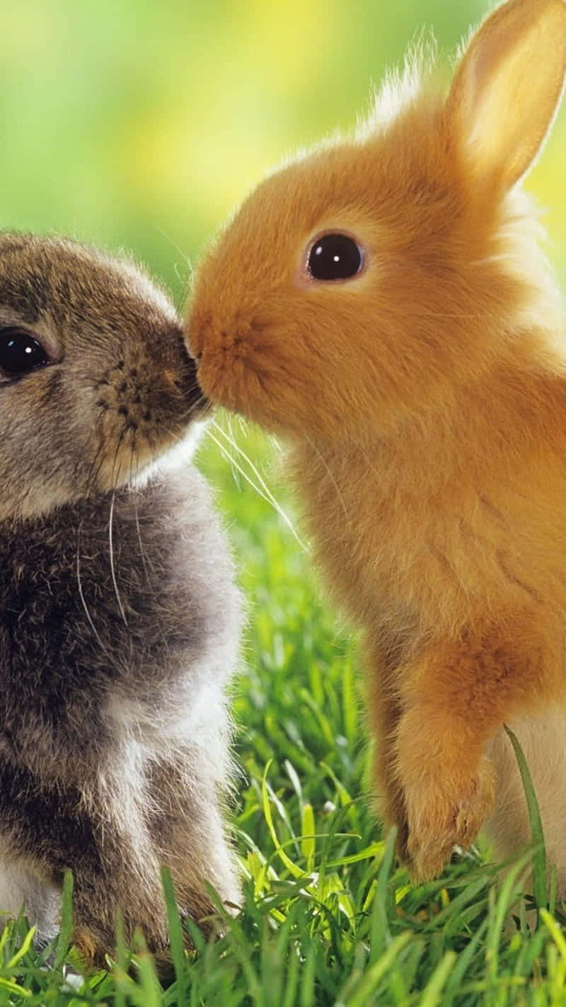 cute bunny iphone, baby rabbits, gray, HD Phone Wallpaper