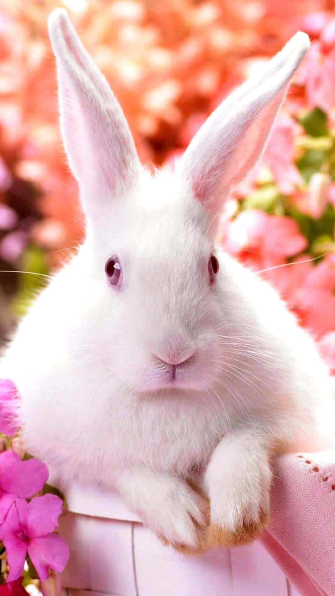 white rabbit, pink basket, pink eyes, Full HD Phone Wallpaper