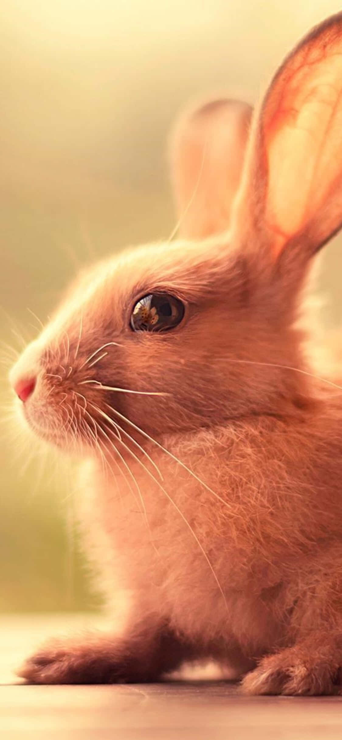 Cute Bunny, iPhone, soft brown rabbit, Full HD Phone Wallpaper