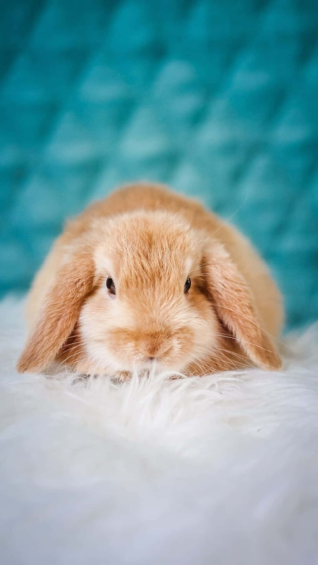 Cute Bunny iPhone, fluffy light brown lop-eared rabbit, soft white textured surface, Full HD Phone Wallpaper