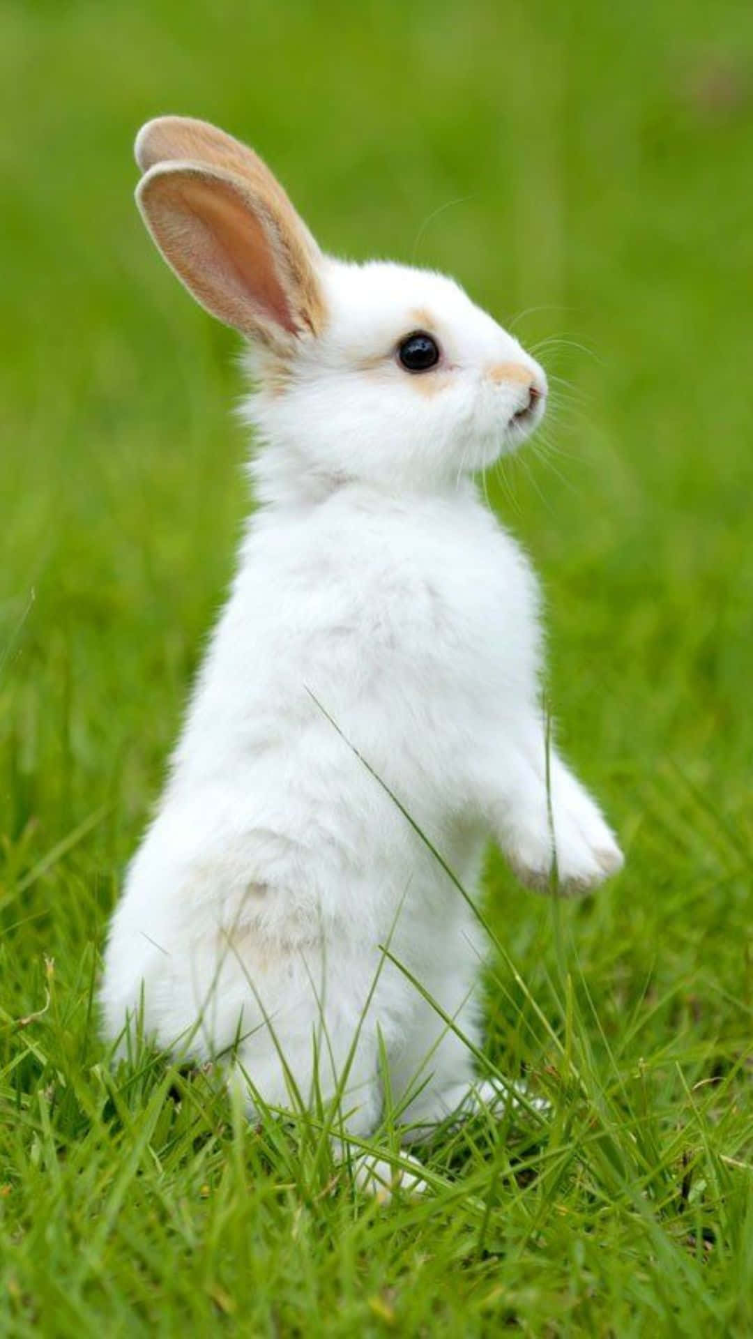 cute bunny, iPhone, fluffy white rabbit, Full HD Phone Wallpaper