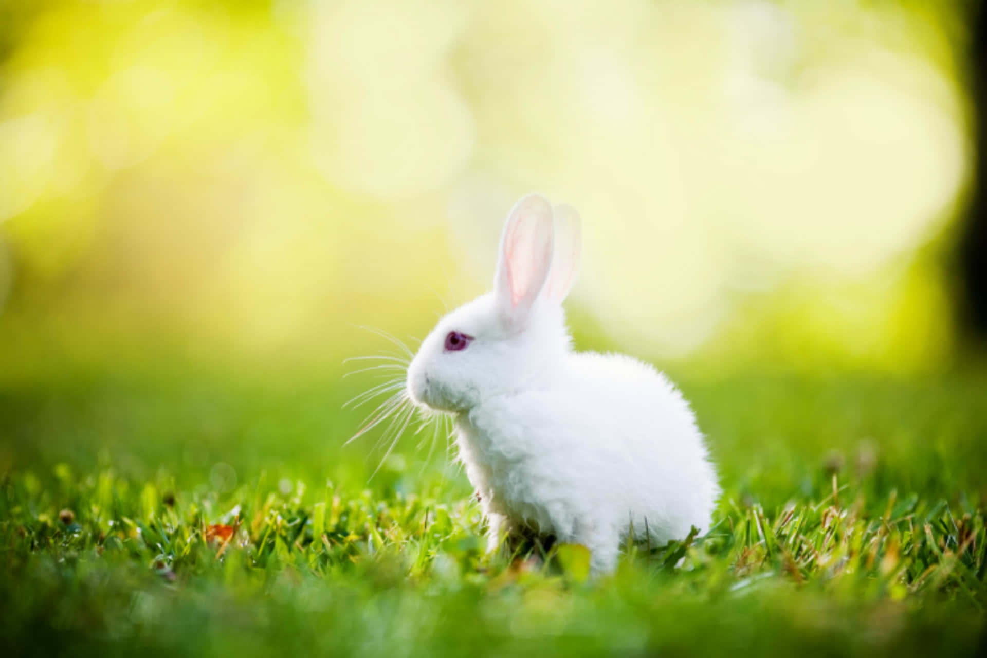 white rabbit, vibrant green grass, soft golden sunlight, Full HD Desktop Wallpaper