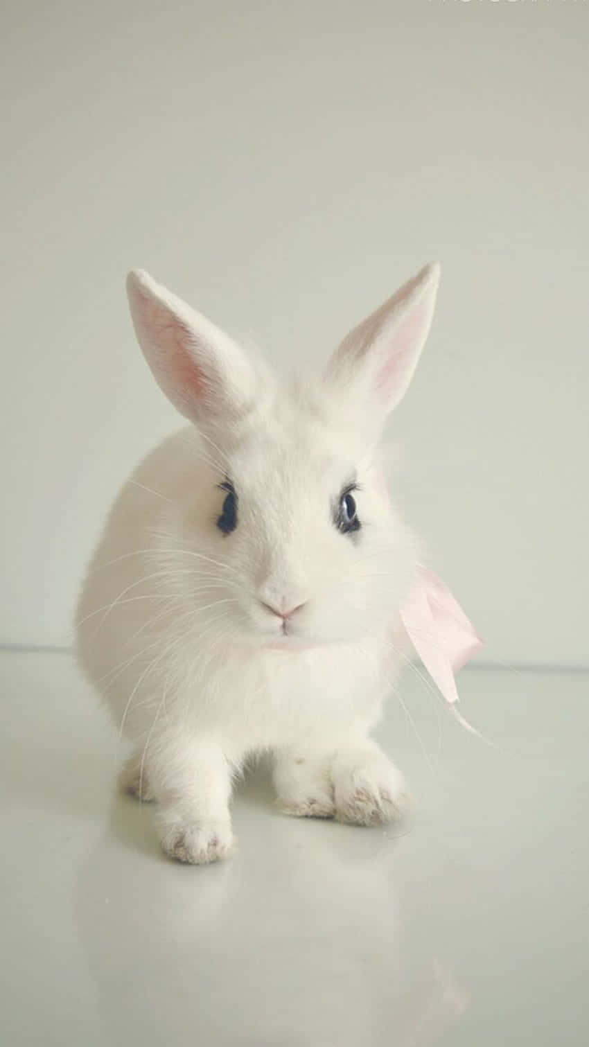 white rabbit, pink bow, dark eyes, HD Phone Wallpaper