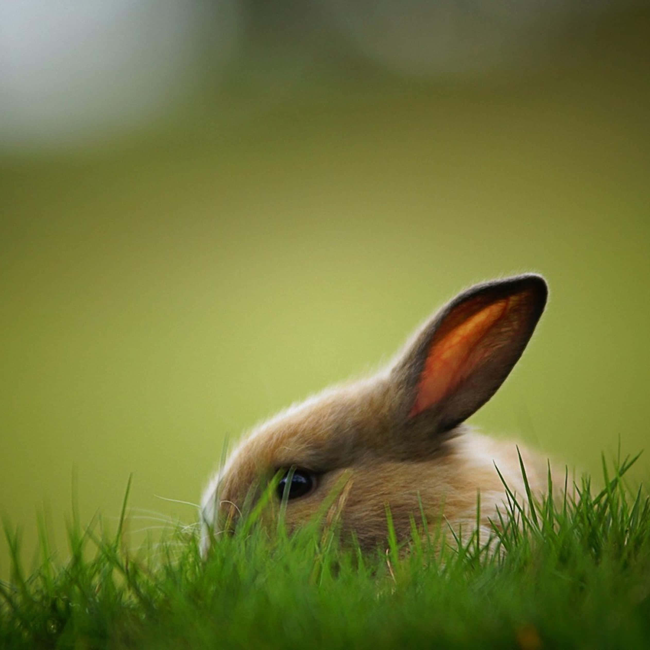 cute bunny, iPhone, brown rabbit, Full HD Desktop Wallpaper