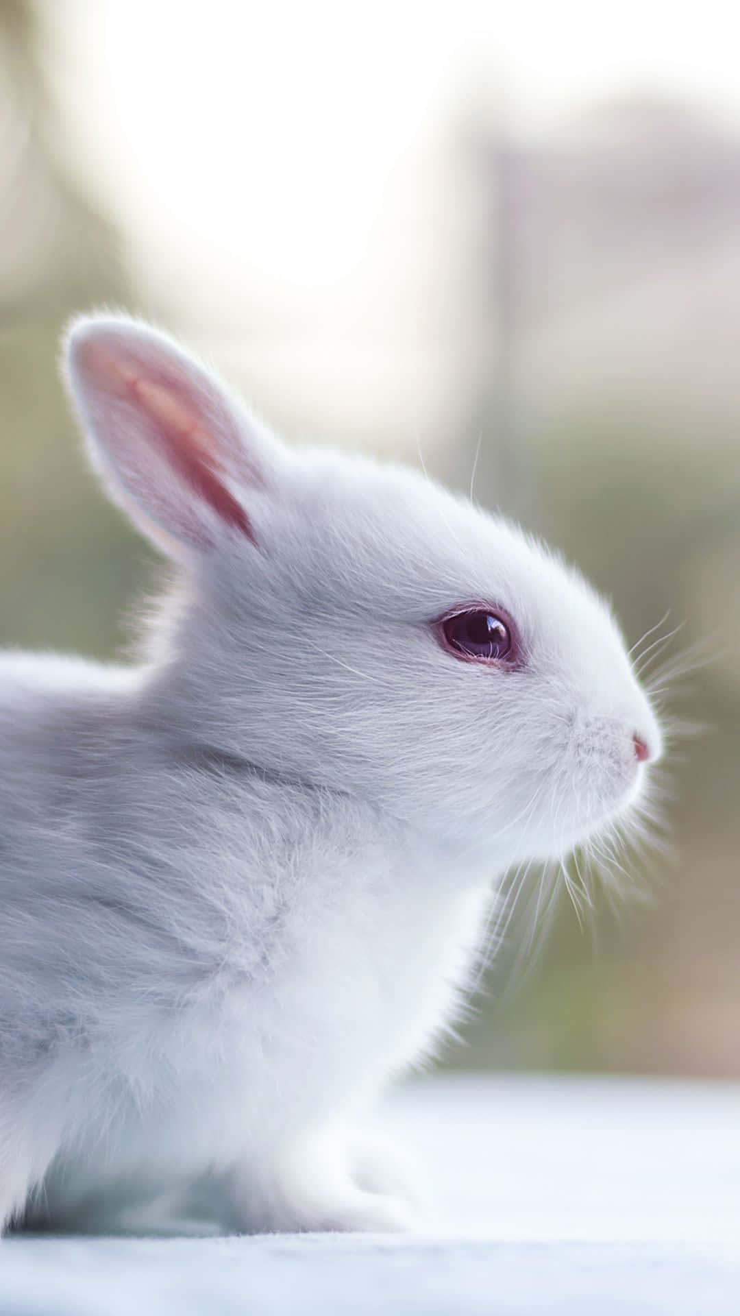 white rabbit, pink inner ears, deep purple eyes, Full HD Phone Wallpaper