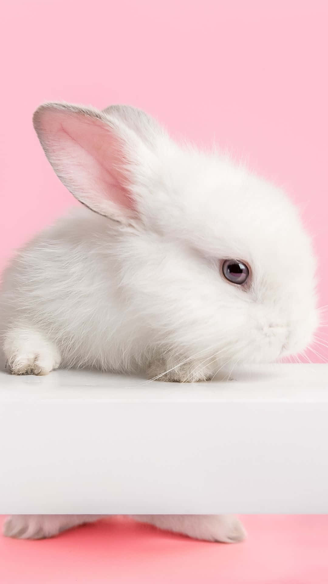 white bunny, pink inner ears, soft pink background, Full HD Phone Wallpaper