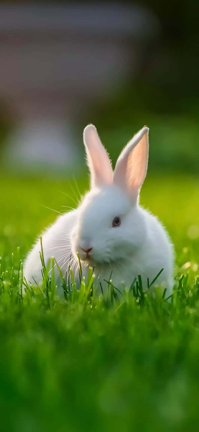 Cute Bunny, iPhone, fluffy white rabbit, HD Phone Wallpaper