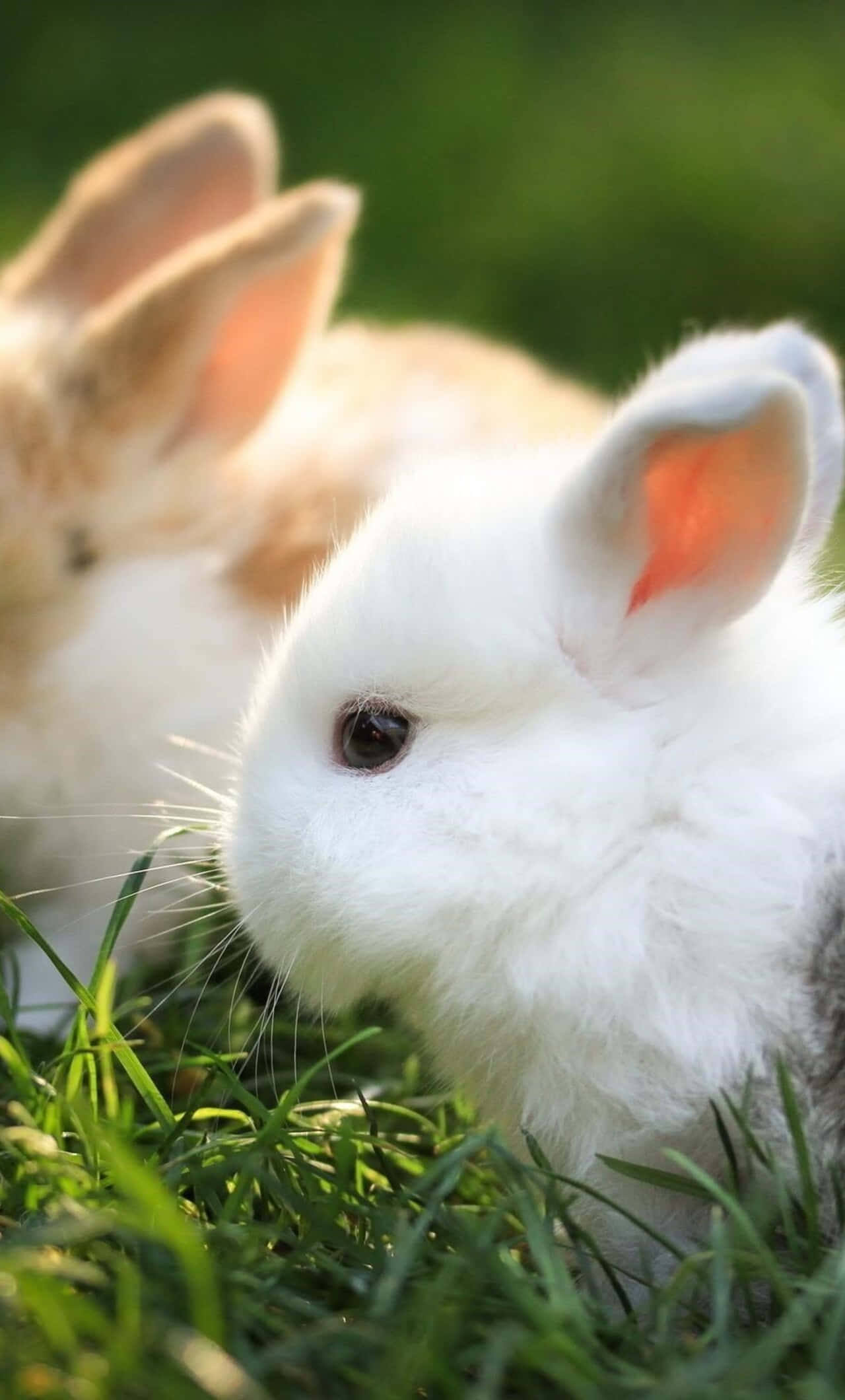 Cute Bunny iPhone, fluffy white rabbit, pink inner ears, Full HD Phone Wallpaper