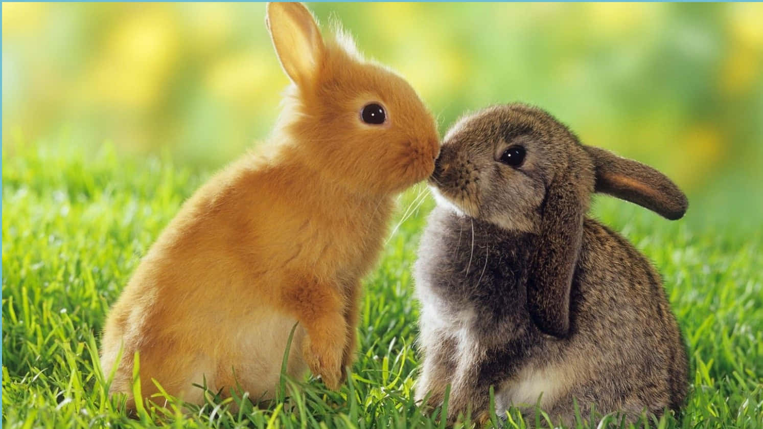 cute bunny iphone, orange rabbit, gray rabbit, HD Desktop Wallpaper