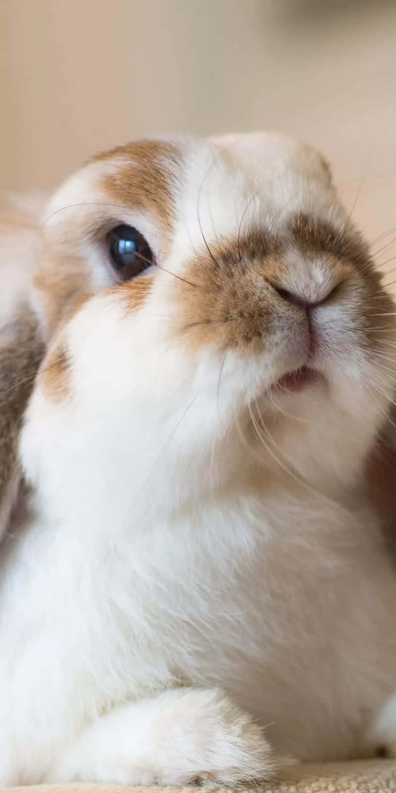 cute bunny, fluffy white and brown rabbit, big dark eyes, HD Phone Wallpaper