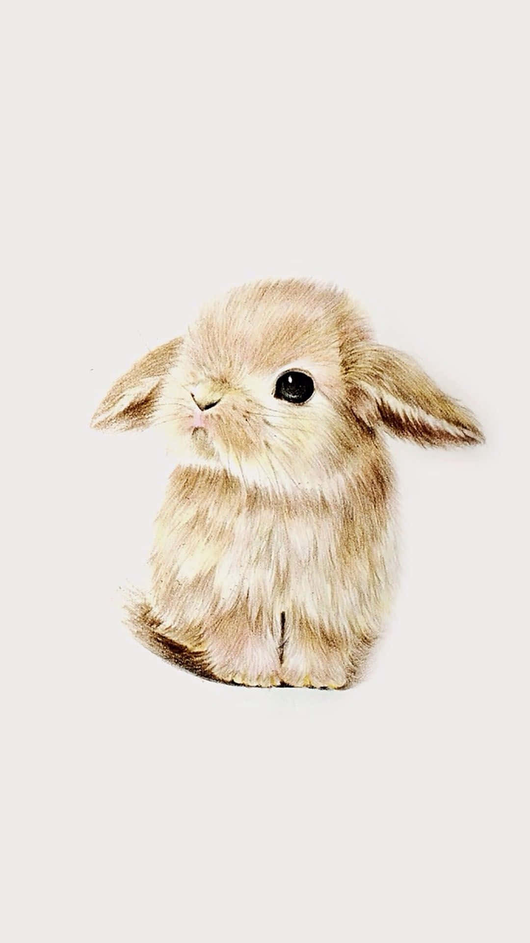 Cute Bunny iPhone, fluffy beige bunny, droopy ears, Full HD Phone Wallpaper