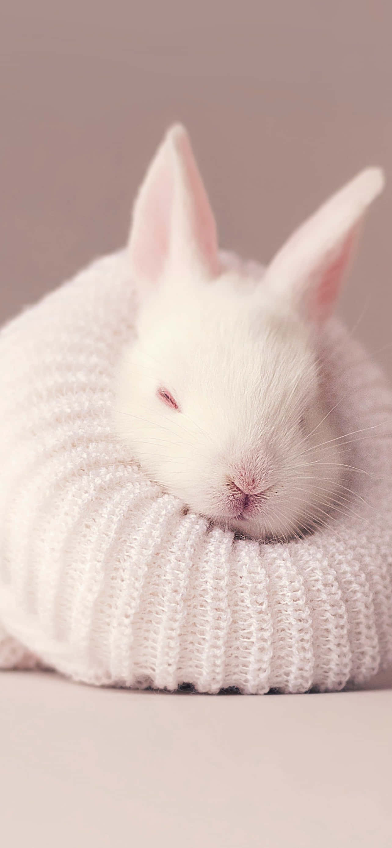 cute bunny, iPhone, white rabbit, 2K Phone Wallpaper
