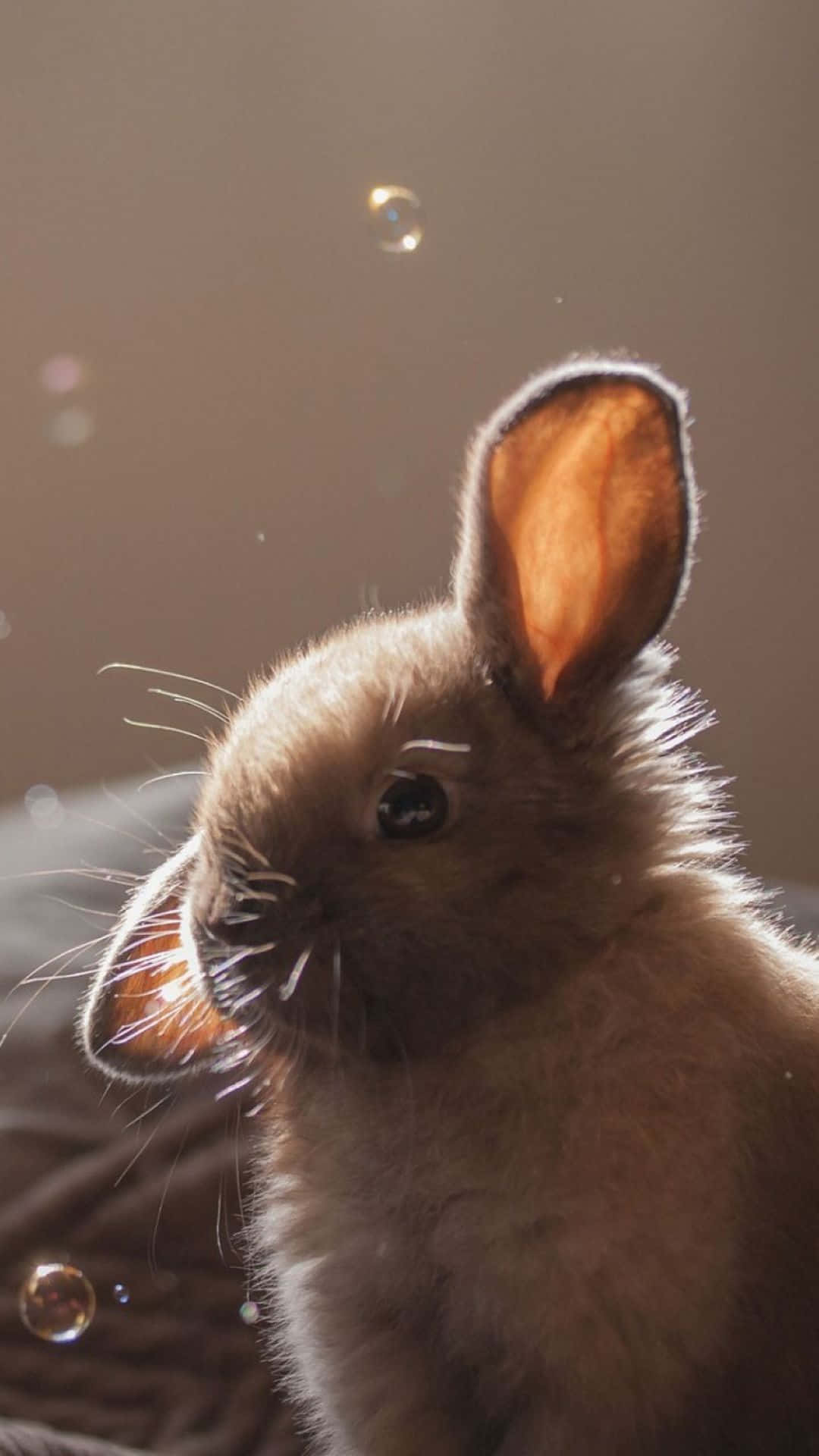 cute bunny, fluffy brown rabbit, soft fur, Full HD Phone Wallpaper