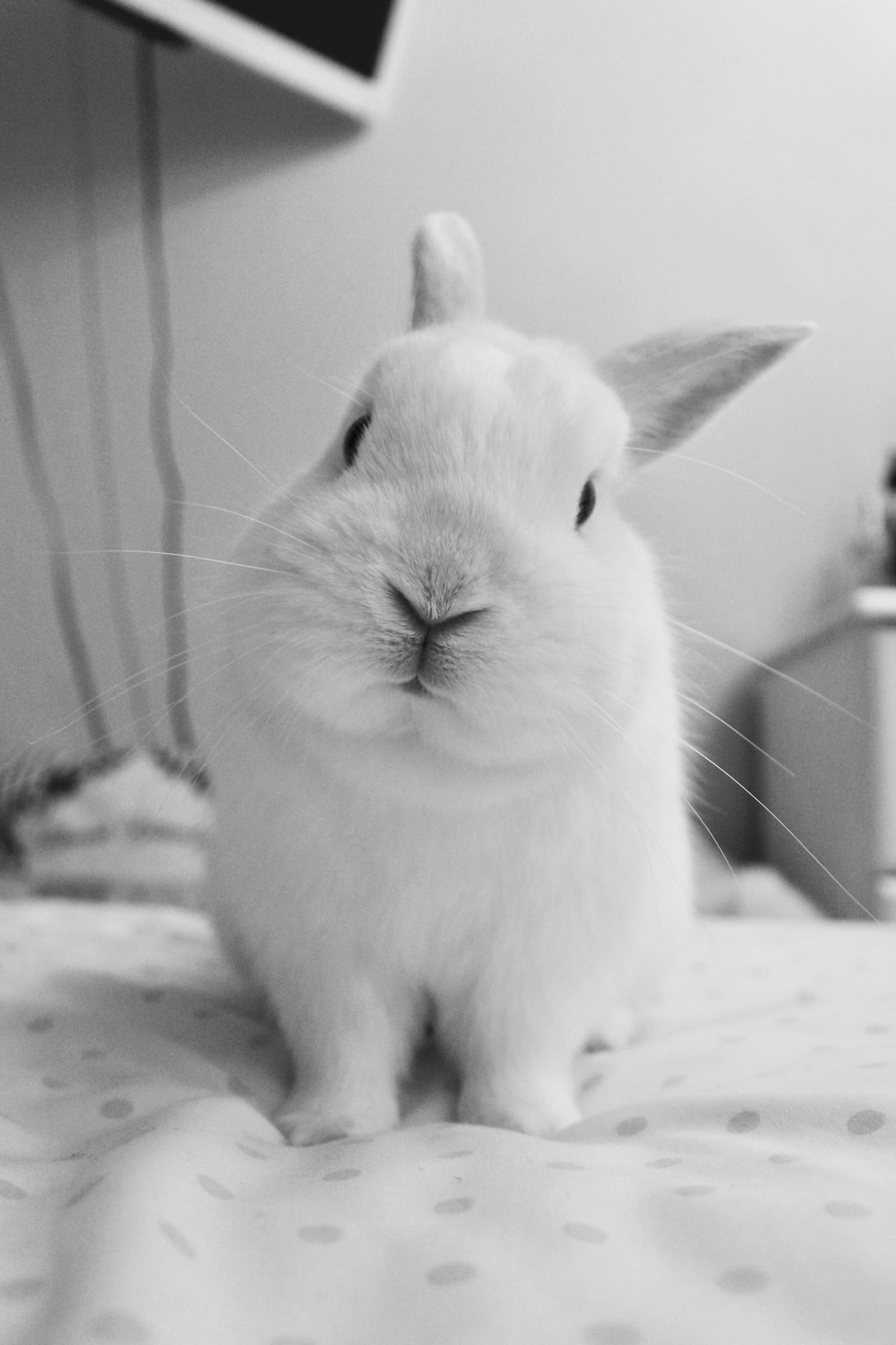 cute bunny iphone, fluffy white rabbit, polka-dotted blanket, 4K Phone Wallpaper