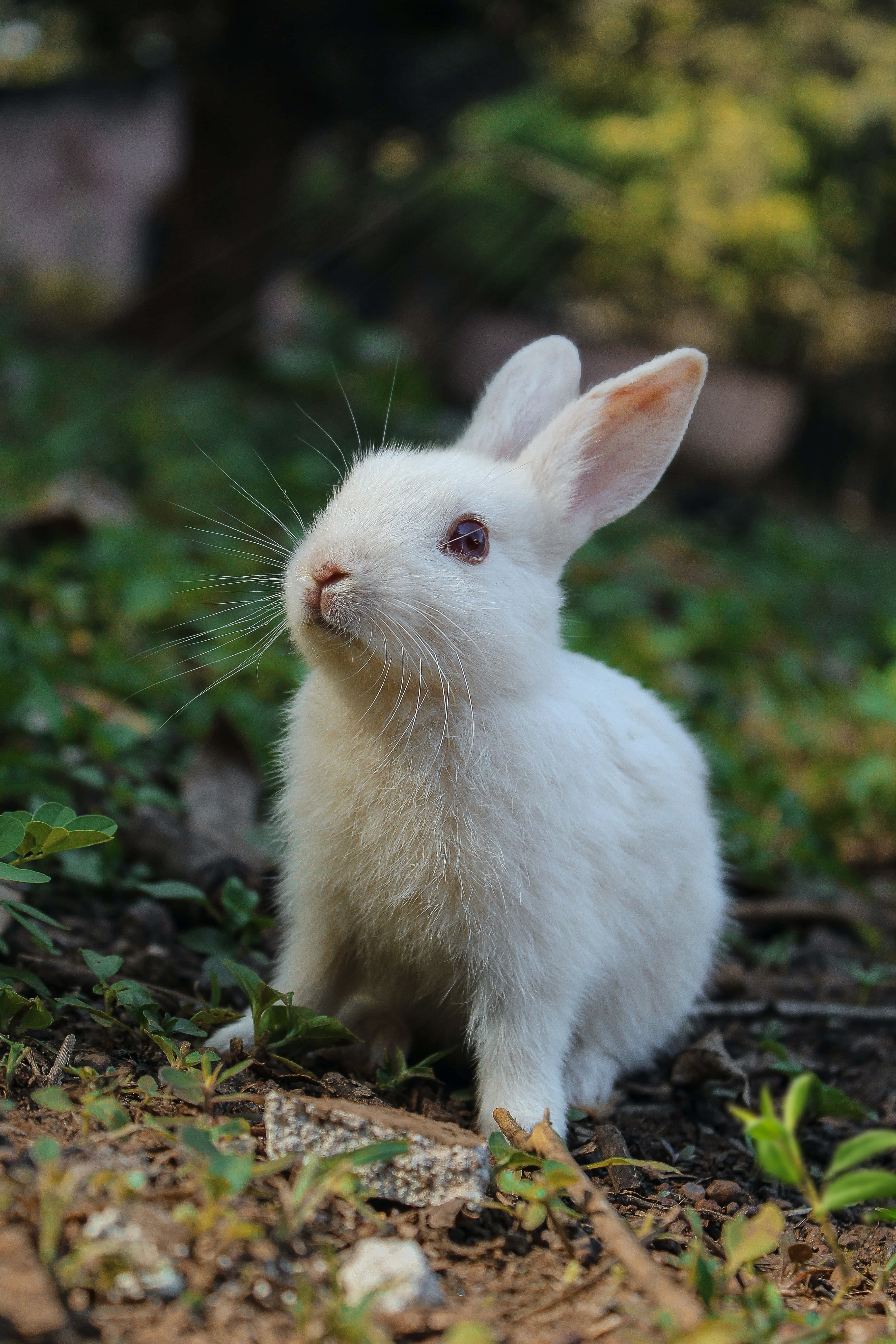 Cute Bunny iPhone, fluffy white rabbit, dark eye, 5K Phone Wallpaper