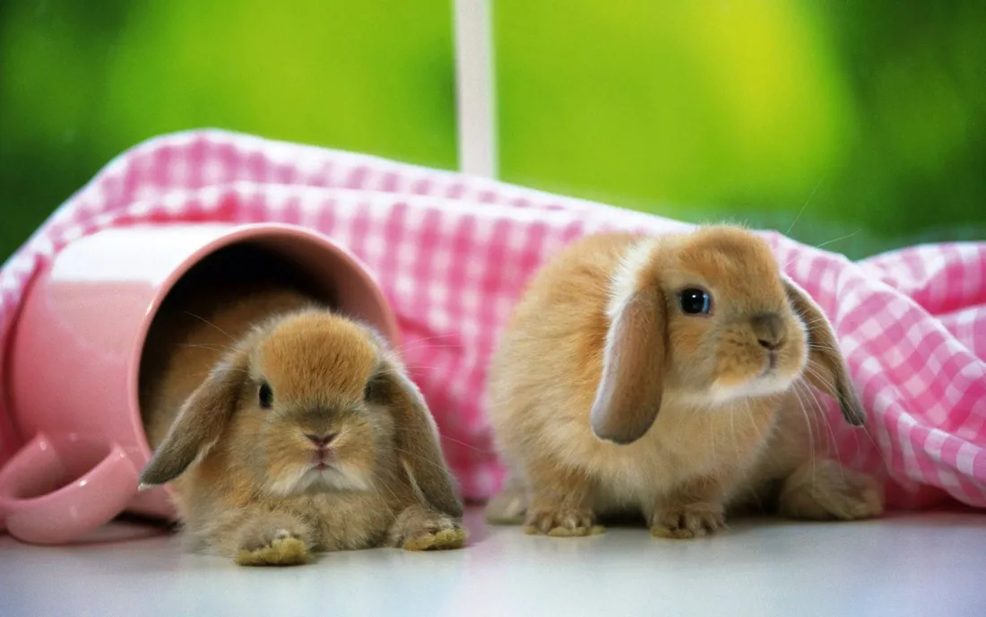 Cute Bunny Rabbits